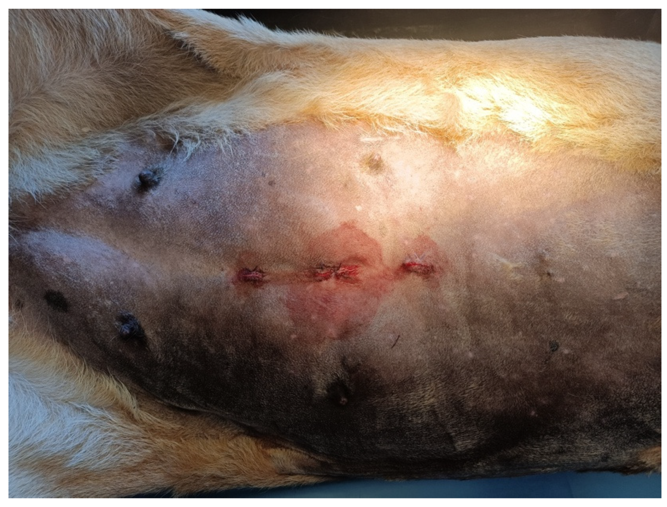 Animals 12 00700 g005