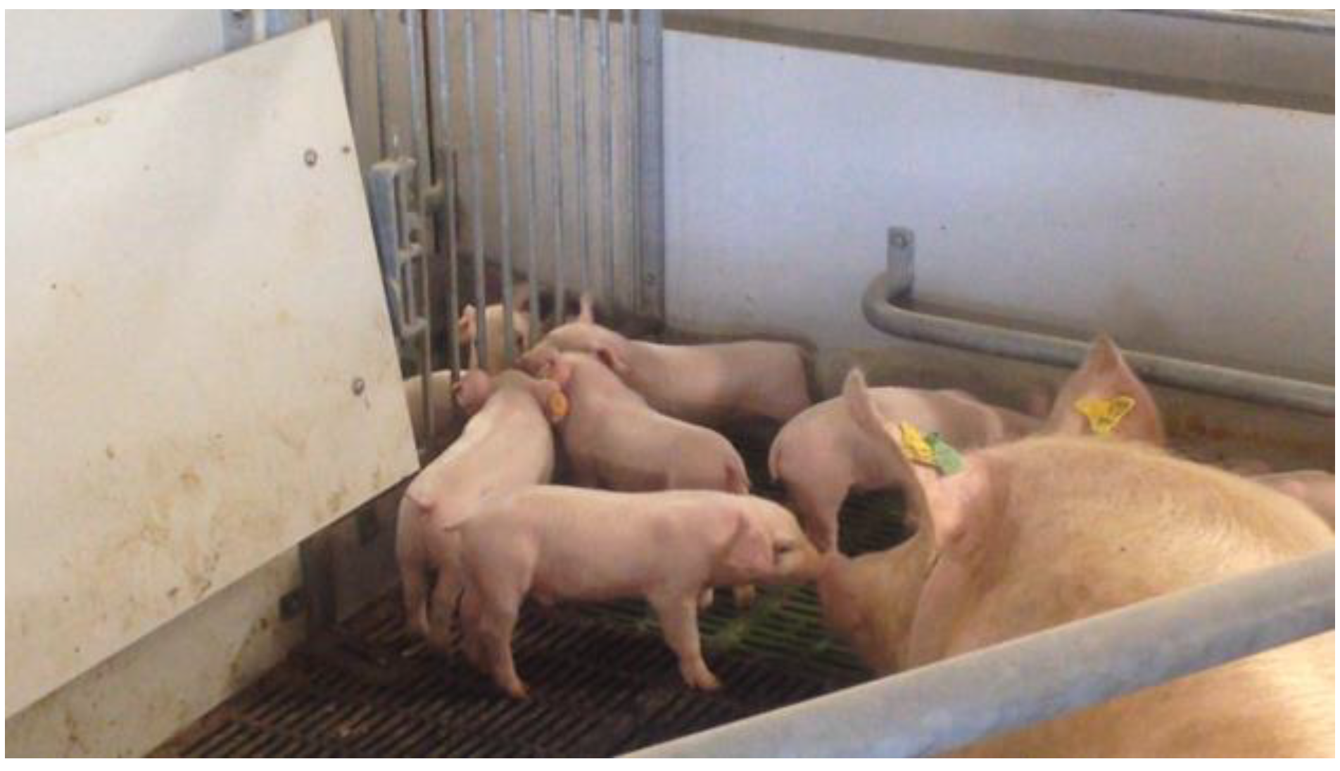 Animals 12 00724 g002 550