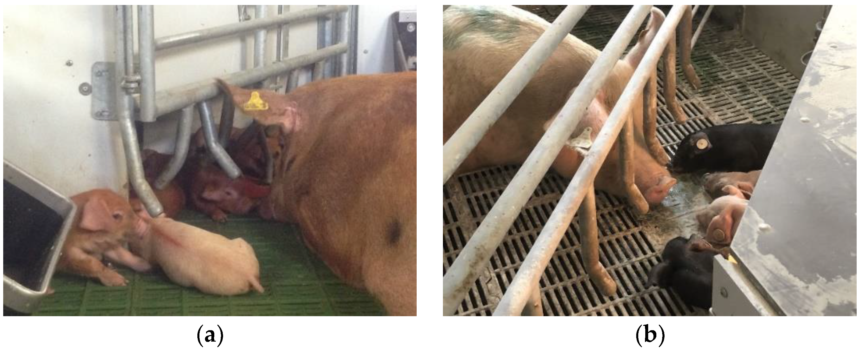 Animals 12 00724 g003 550