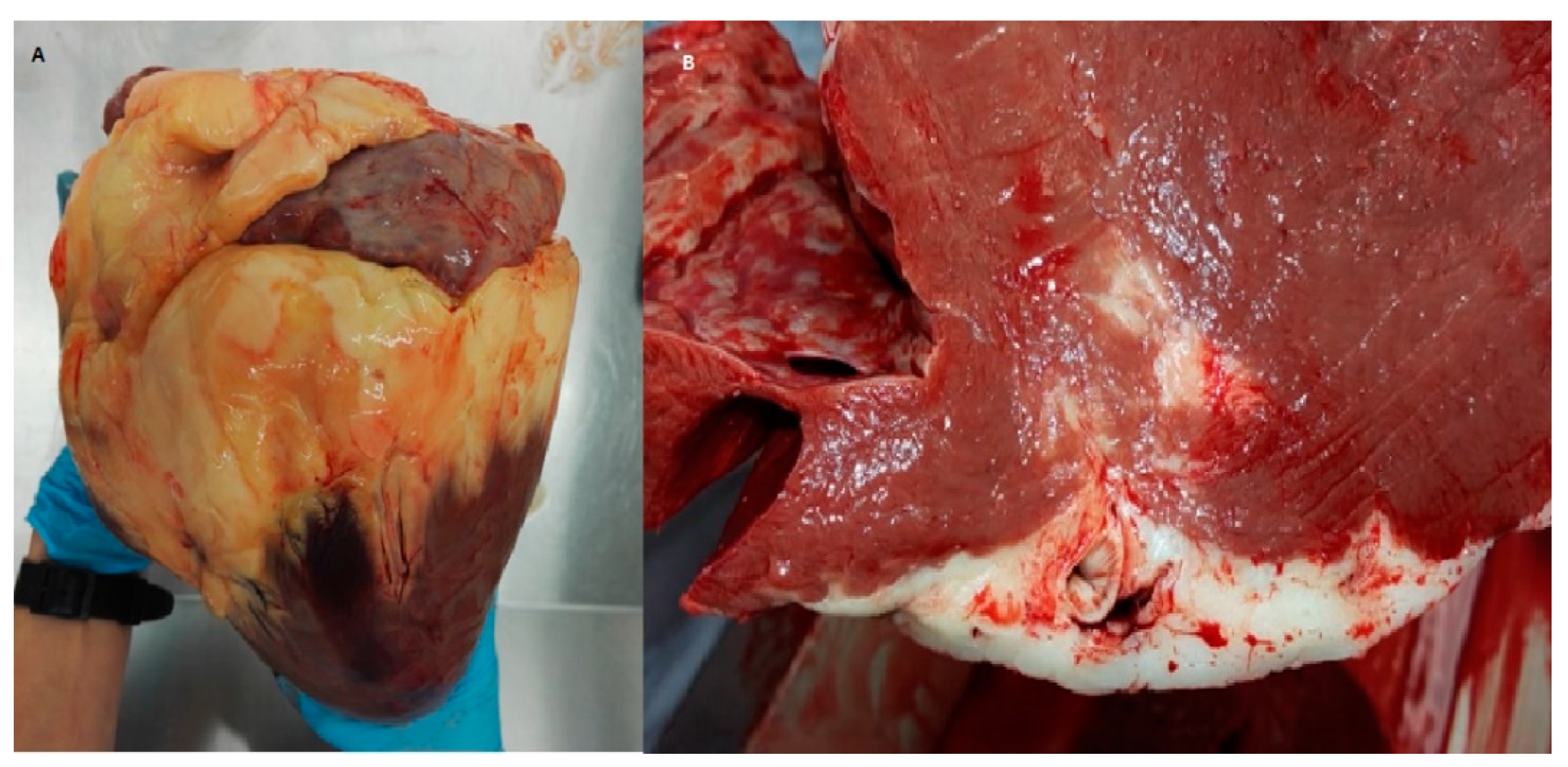 Animals 12 00732 g001