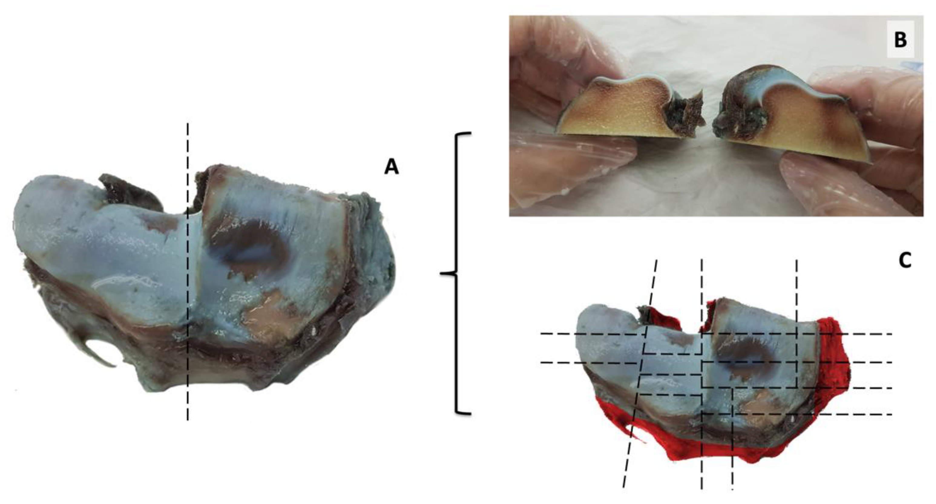 Animals 12 00737 g003