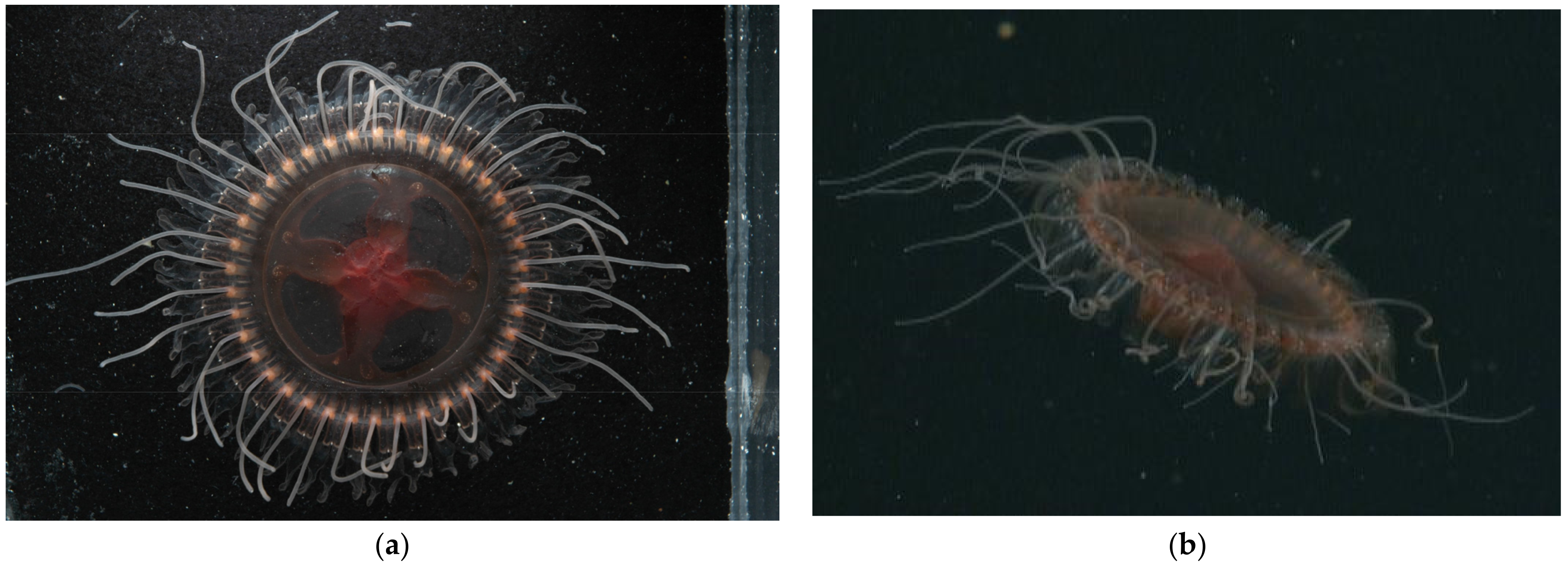Animals | Free Full-Text | Atolla reynoldsi sp. nov. (Cnidaria, Scyphozoa, Coronatae, Atollidae): A New Species of Coronate Scyphozoan Found in the Eastern North Pacific Ocean Animals | Free Full-Text | Atolla reynoldsi sp. nov. (Cnidaria, Scyphozoa, Coronatae, Atollidae): A New Species of Coronate Scyphozoan Found in the Eastern North Pacific Ocean