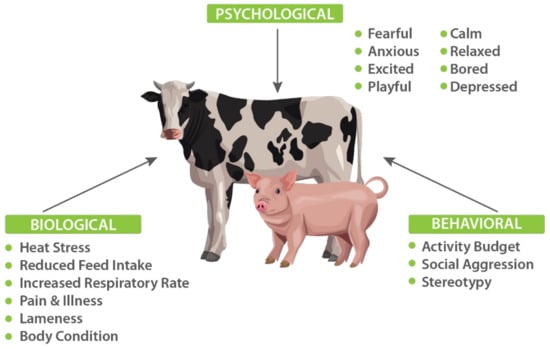 Animals | Free Full-Text | Affective State Recognition in  Livestock—Artificial Intelligence Approaches