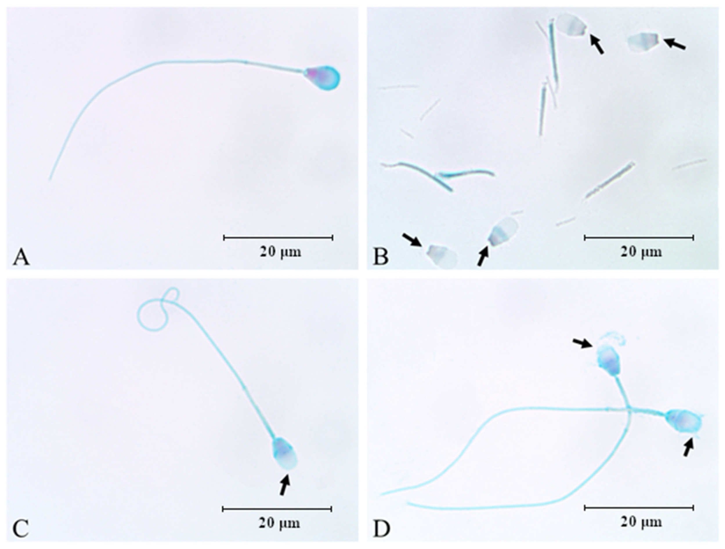 Animals 12 00772 g001