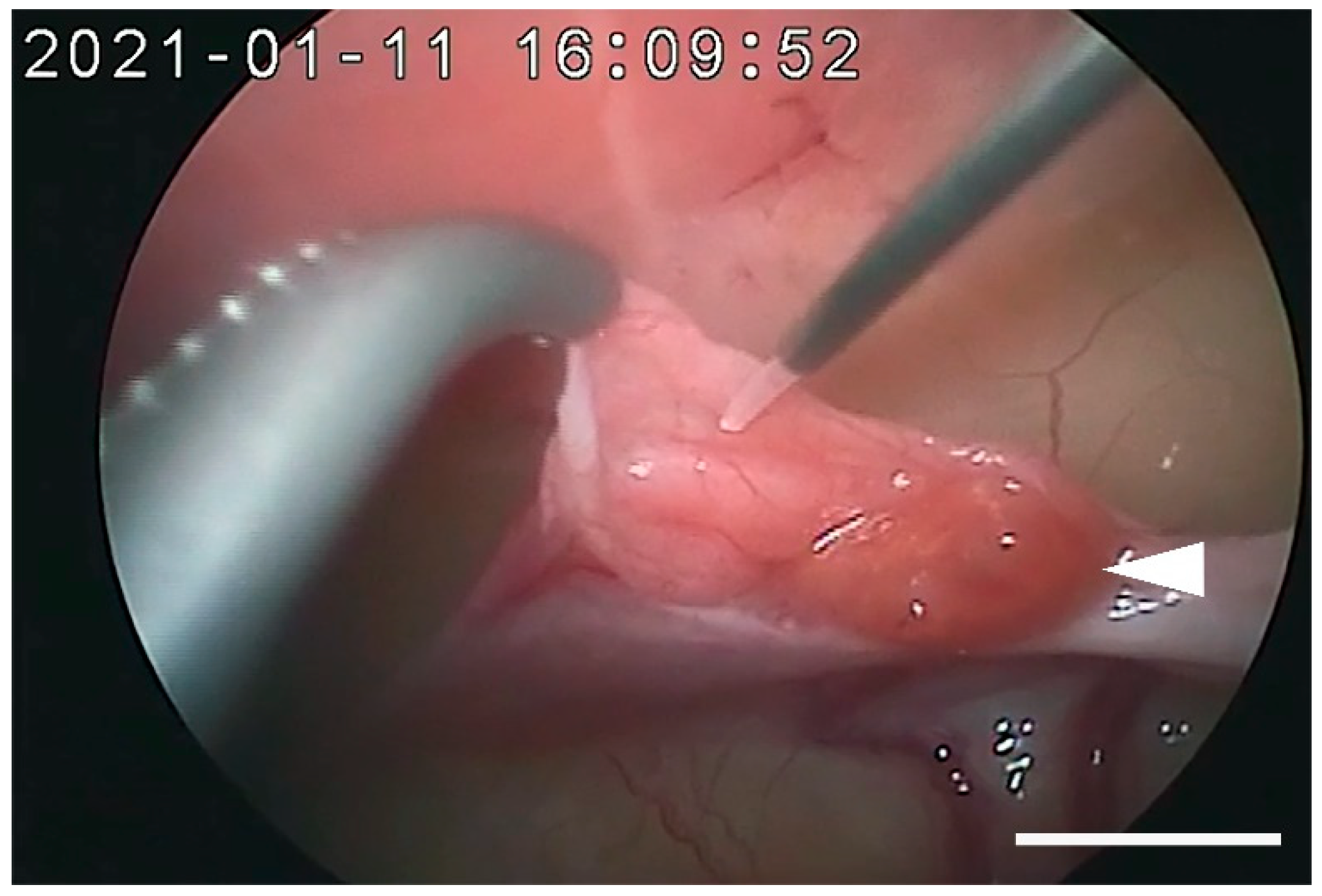 Animals 12 00777 g001 Animals 12 00777 g001