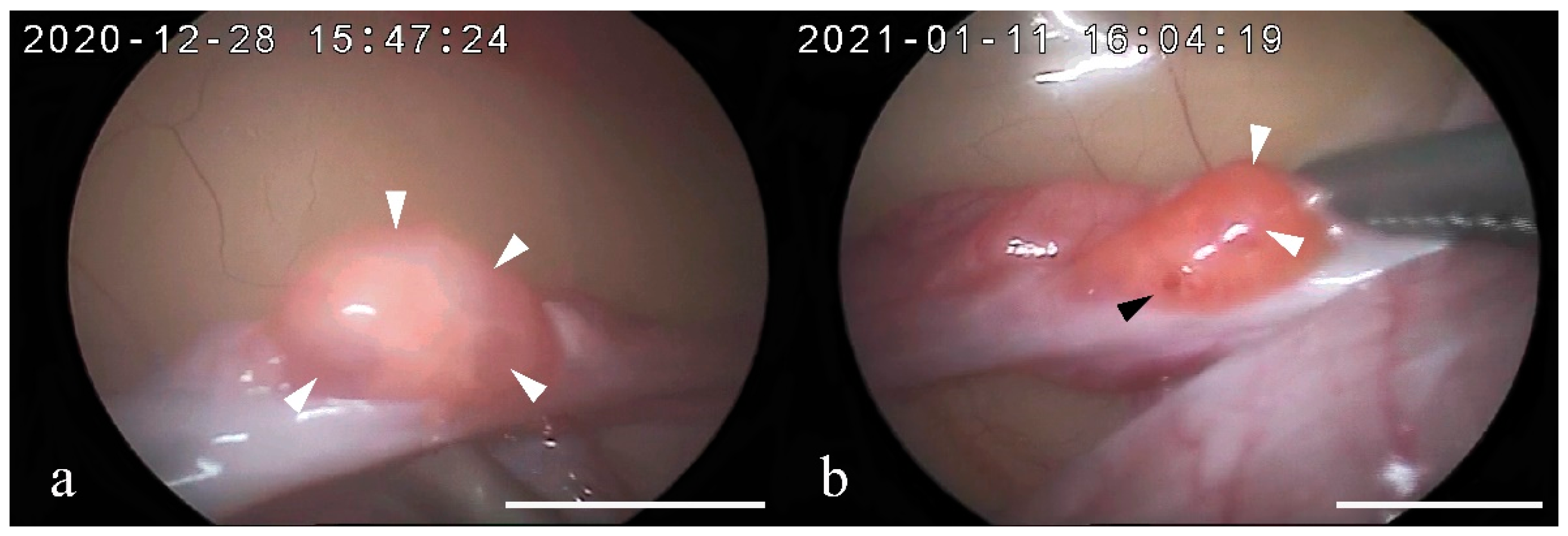 Animals 12 00777 g003 Animals 12 00777 g003