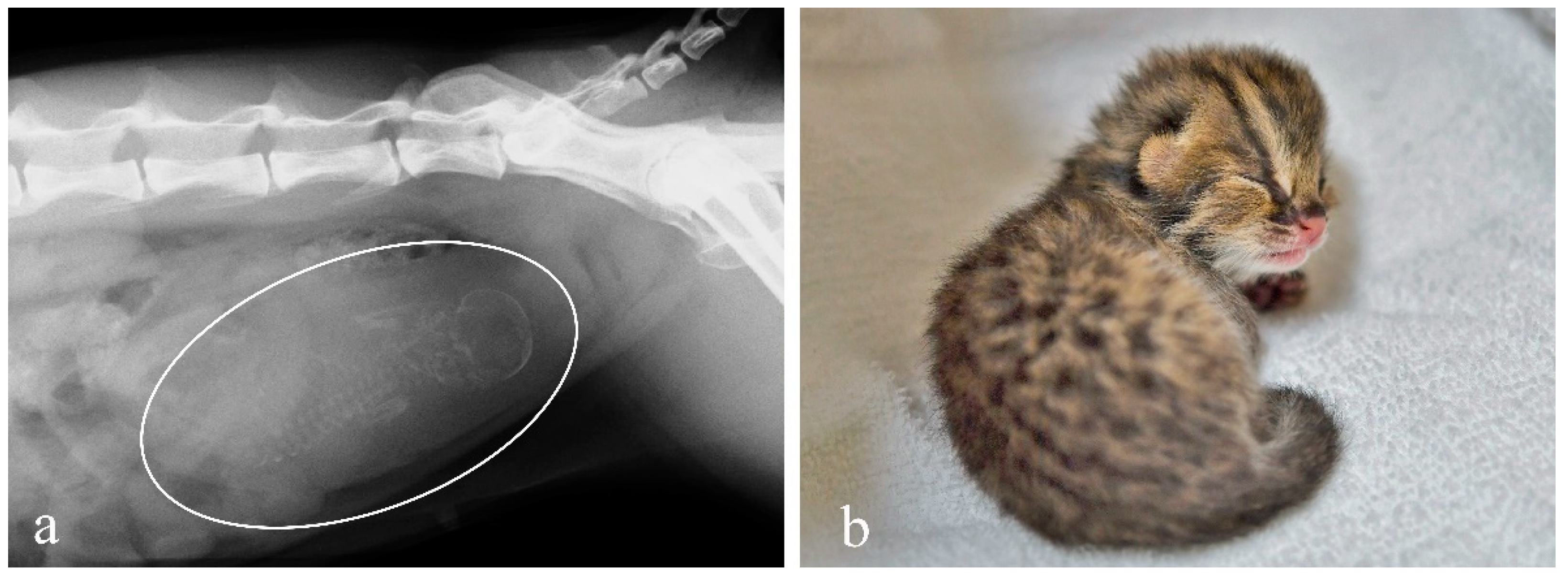 Animals 12 00777 g004 Animals 12 00777 g004