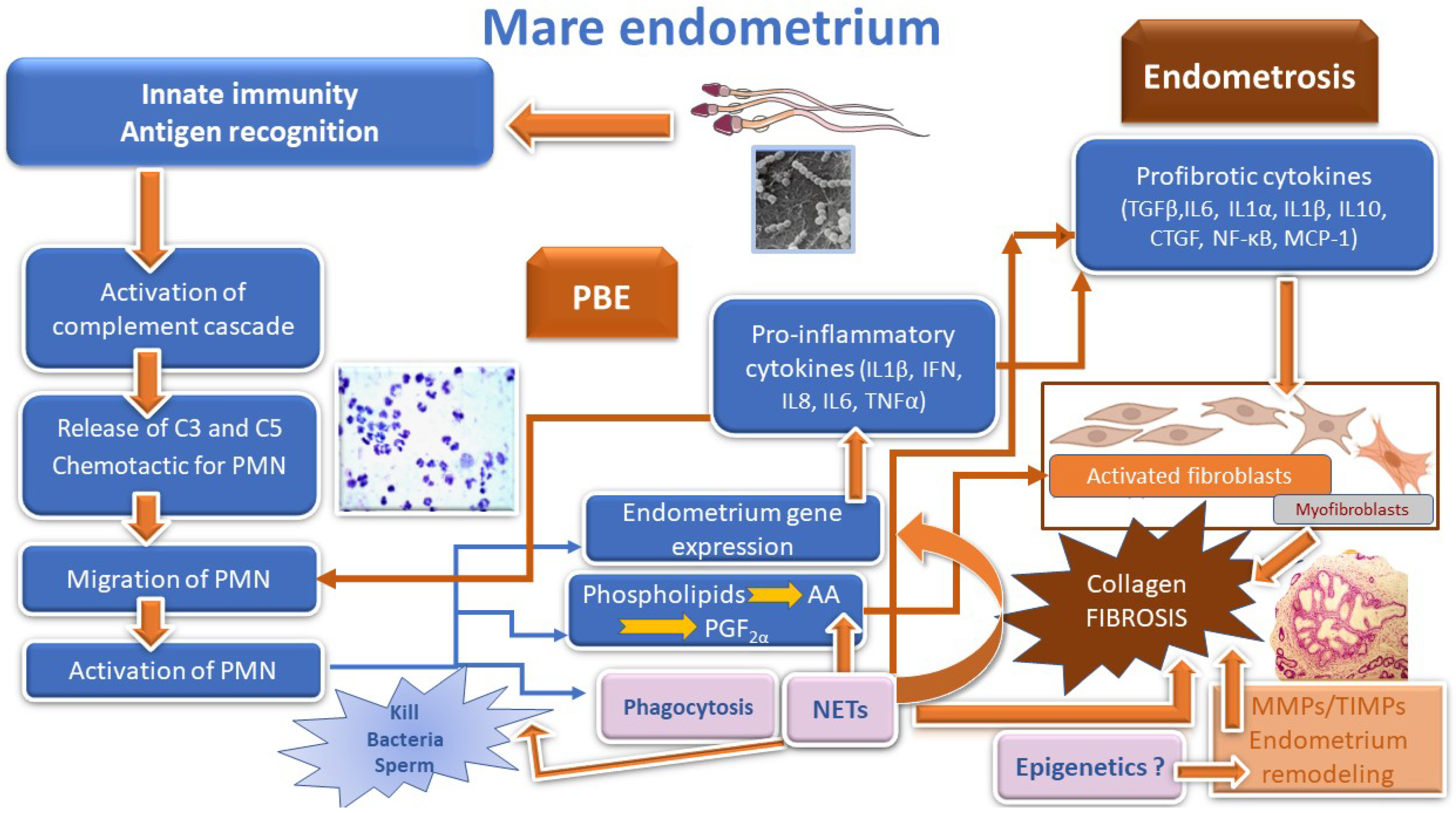 Animals 12 00779 g001