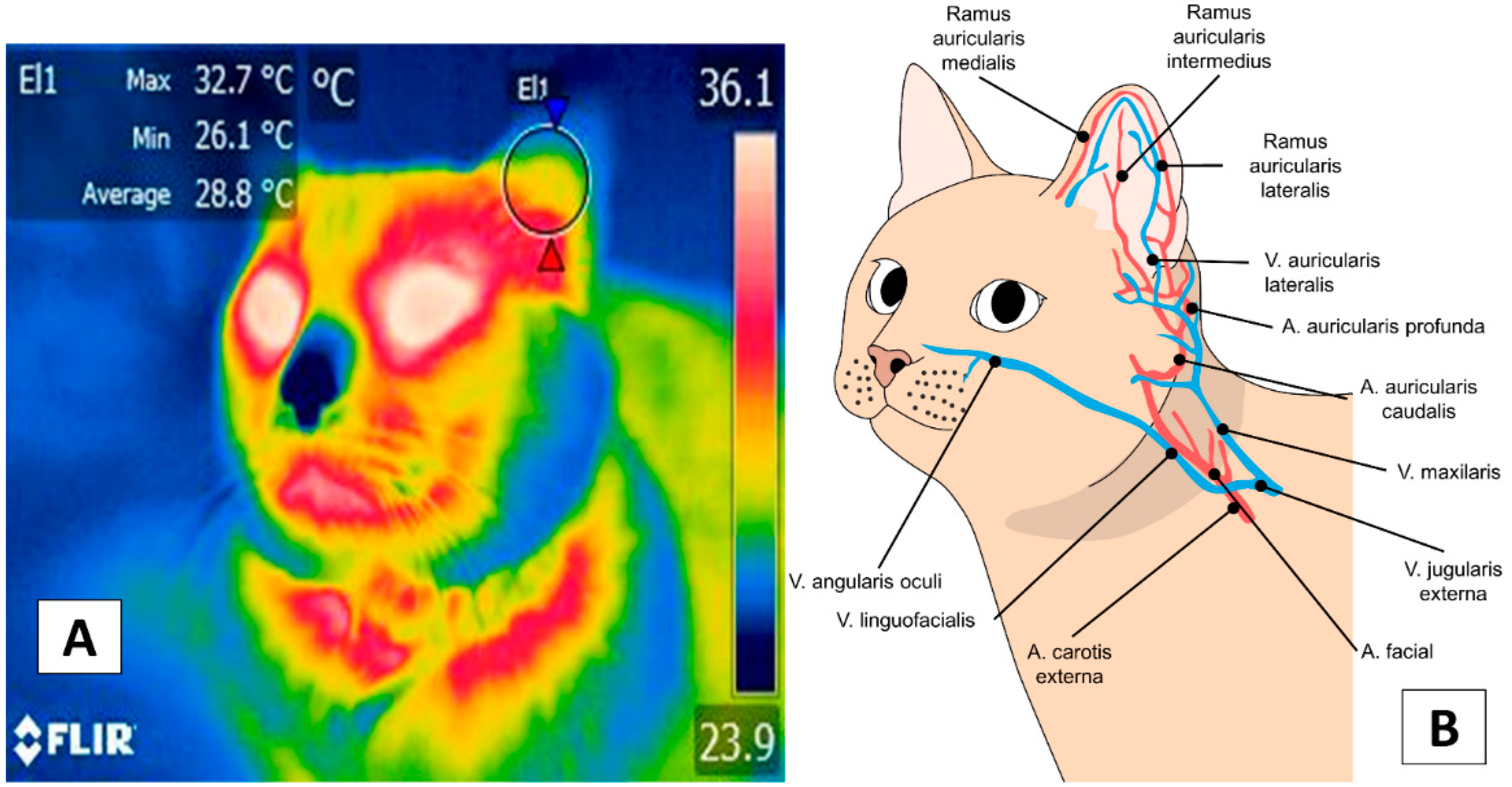 Animals 12 00789 g002