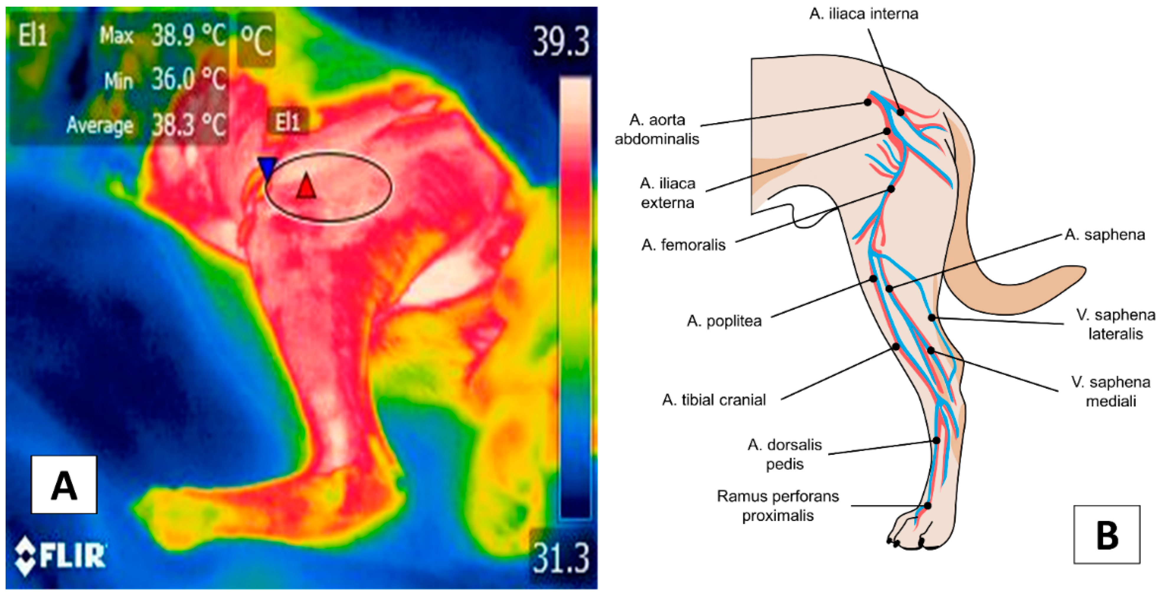 Animals 12 00789 g005