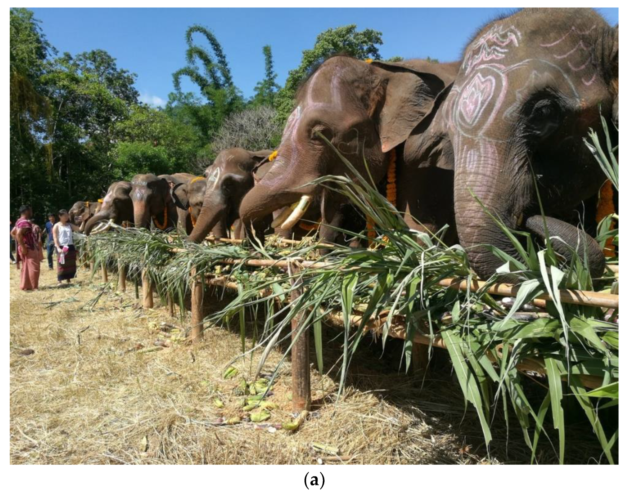 Animals | Free Full-Text | Animal Tourism: Thai Caregiversrsquo;  Perspectives on Their Relationships with Elephants and Tigers | HTML