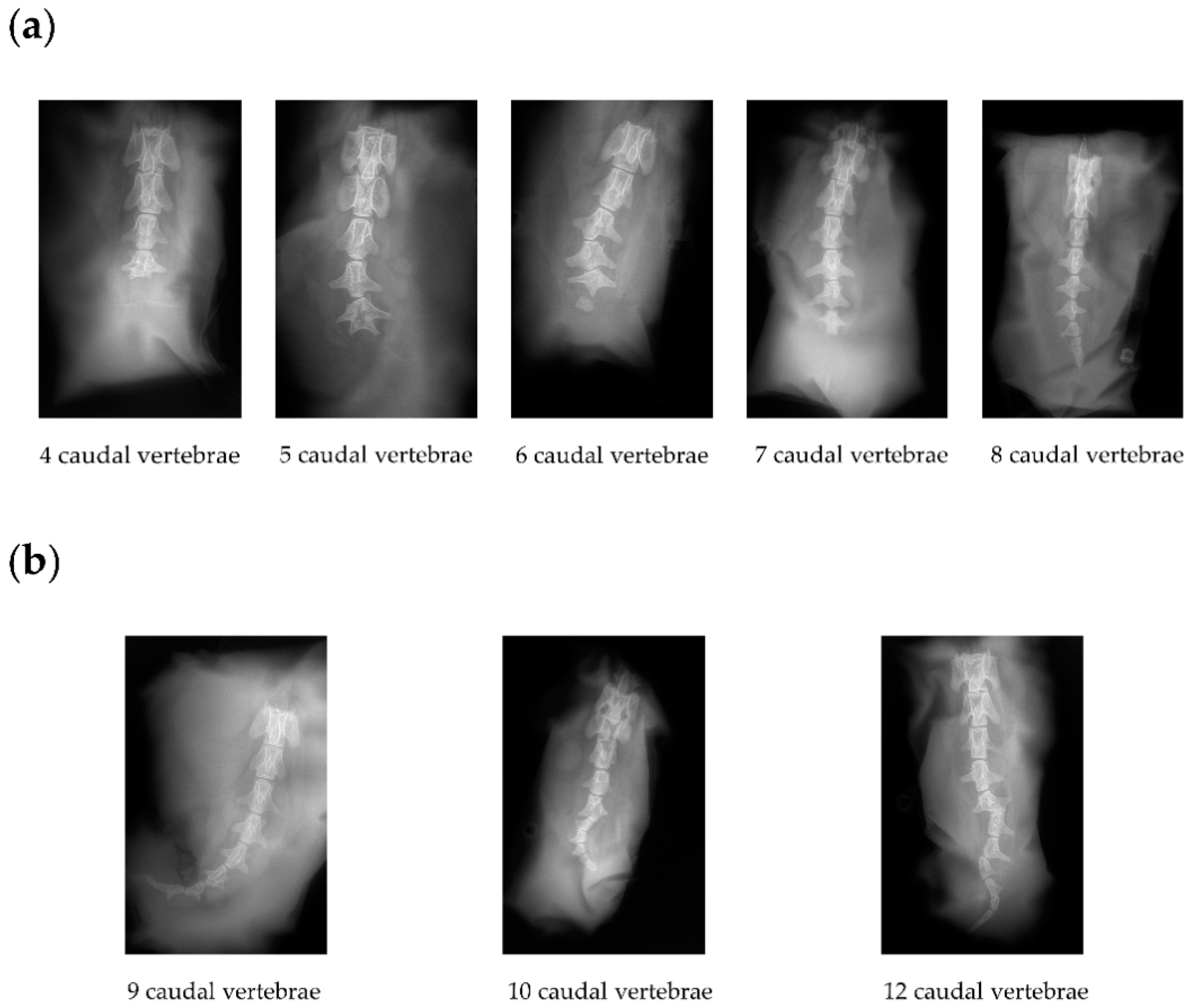 Animals 12 00792 g002 550