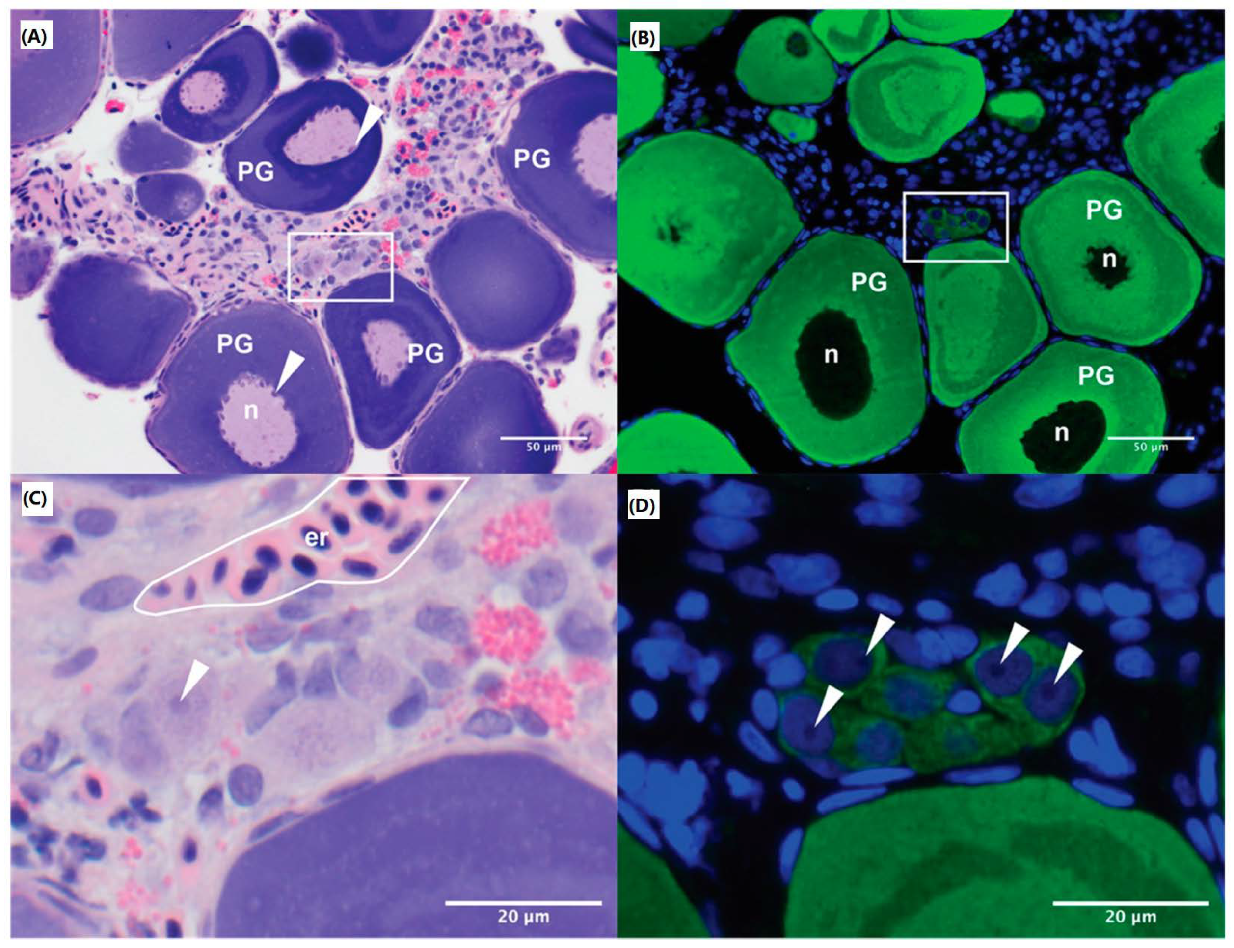 Animals 12 00794 g001 550