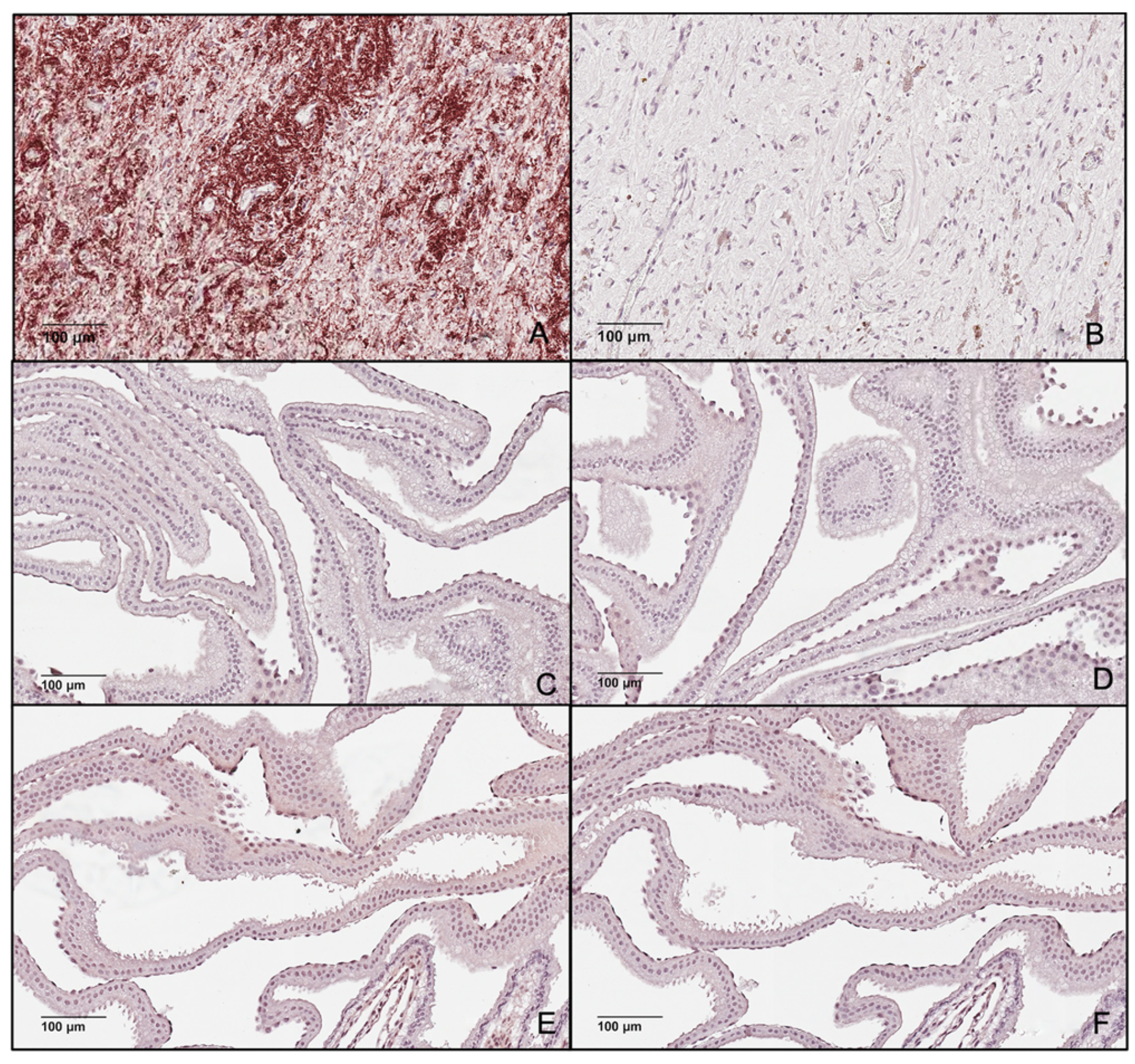 Animals 12 00799 g008