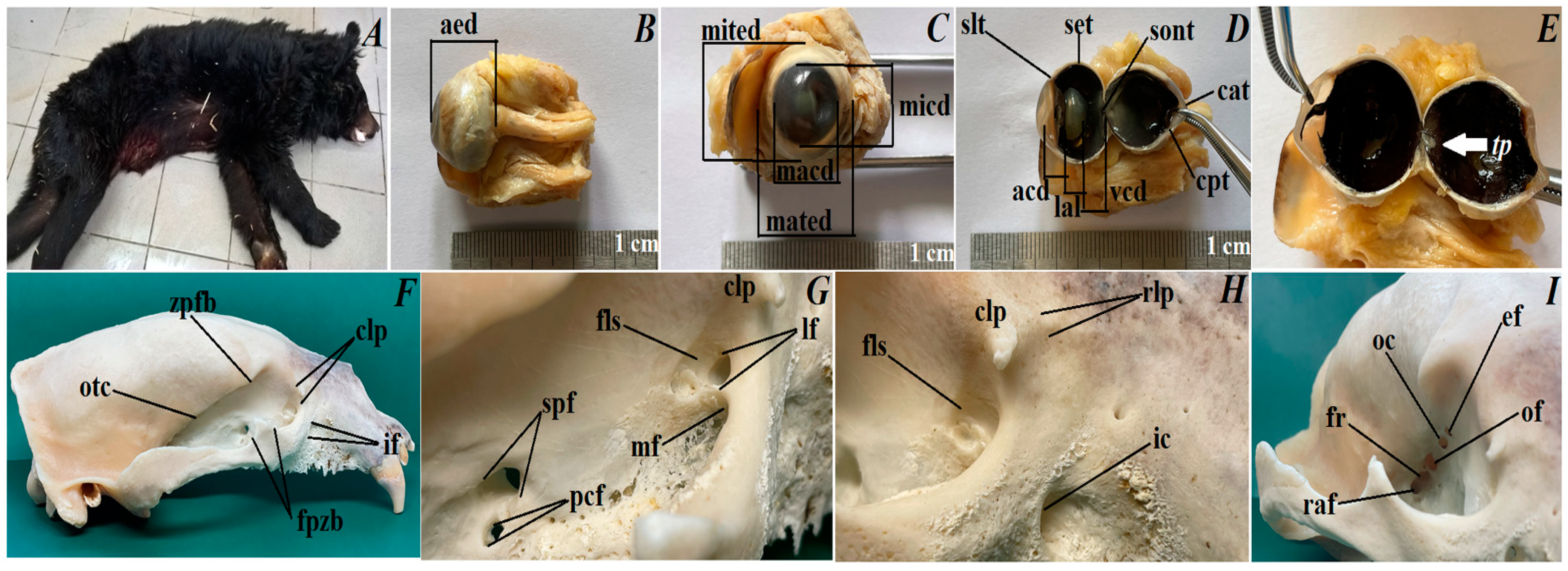 Dog skeleton with major bone elements labeled (Davis, 1987, p. 54;