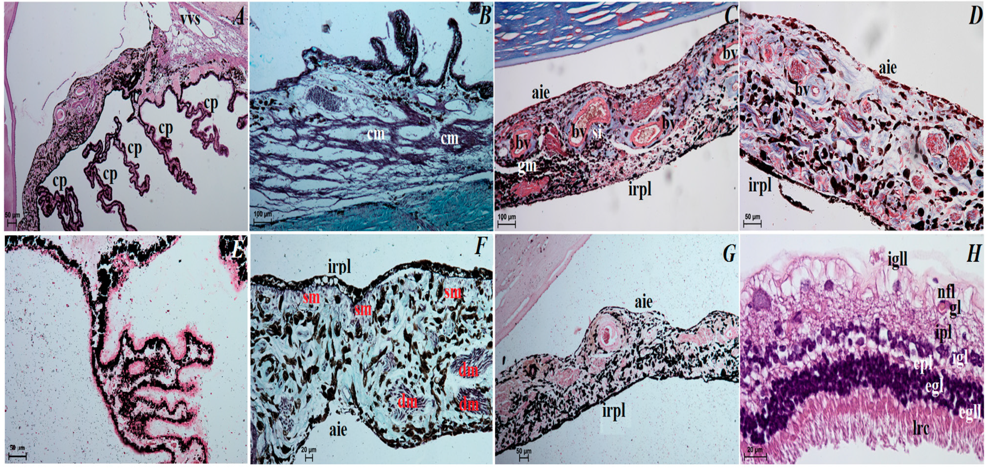 Animals 12 00801 g004