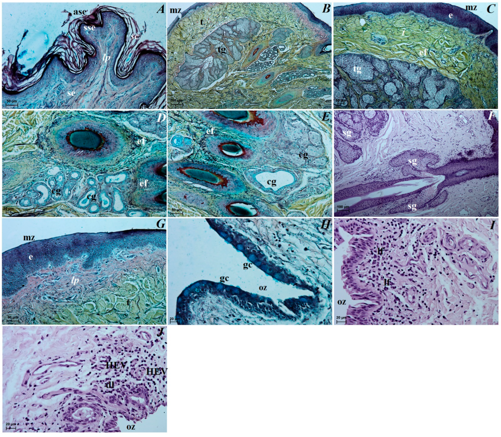 Animals 12 00801 g005