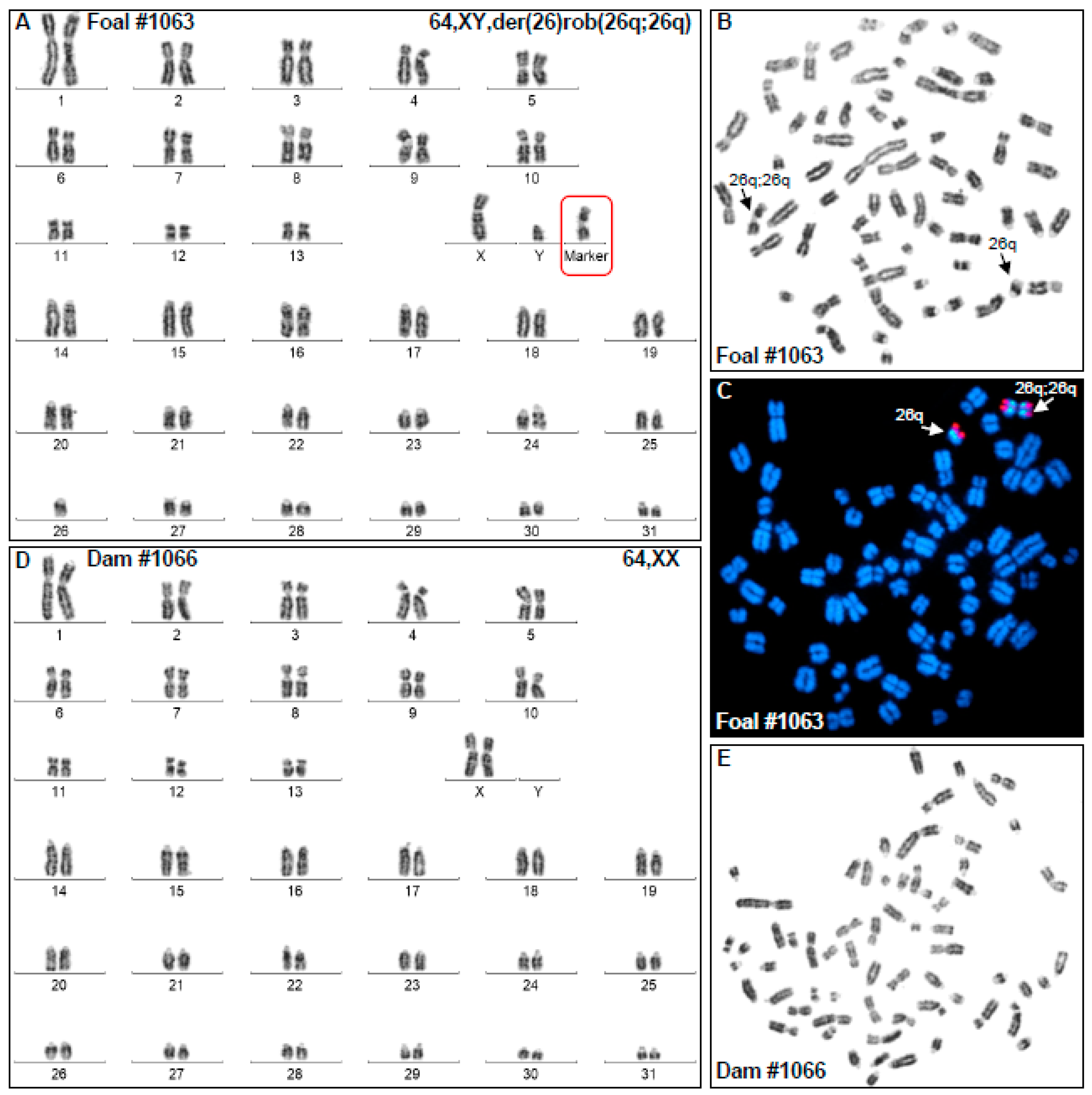 Animals 12 00803 g001
