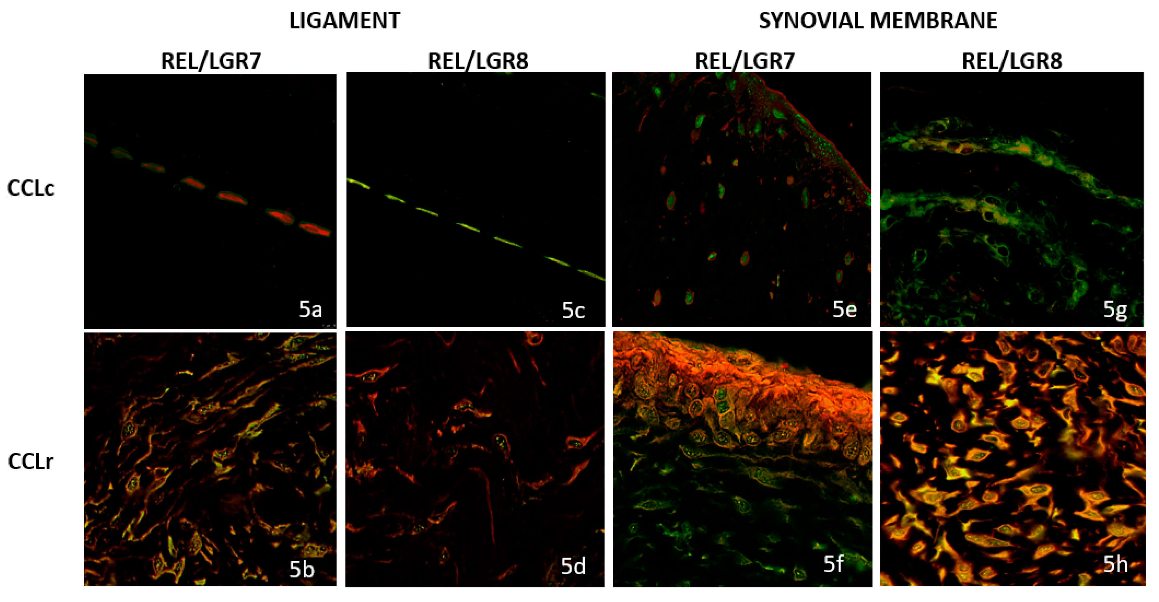 Animals 12 00819 g005 550