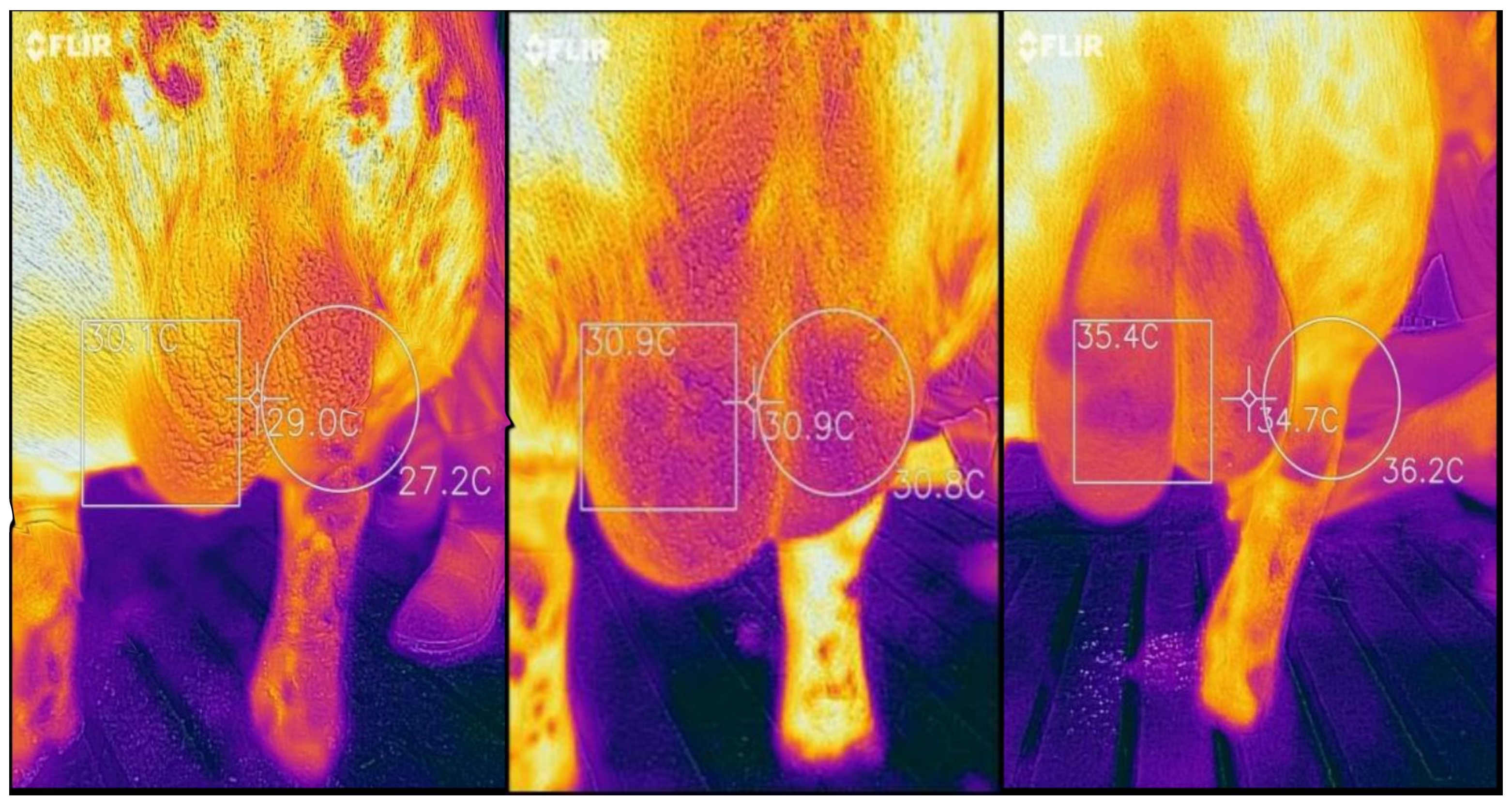 Animals 12 00829 g001