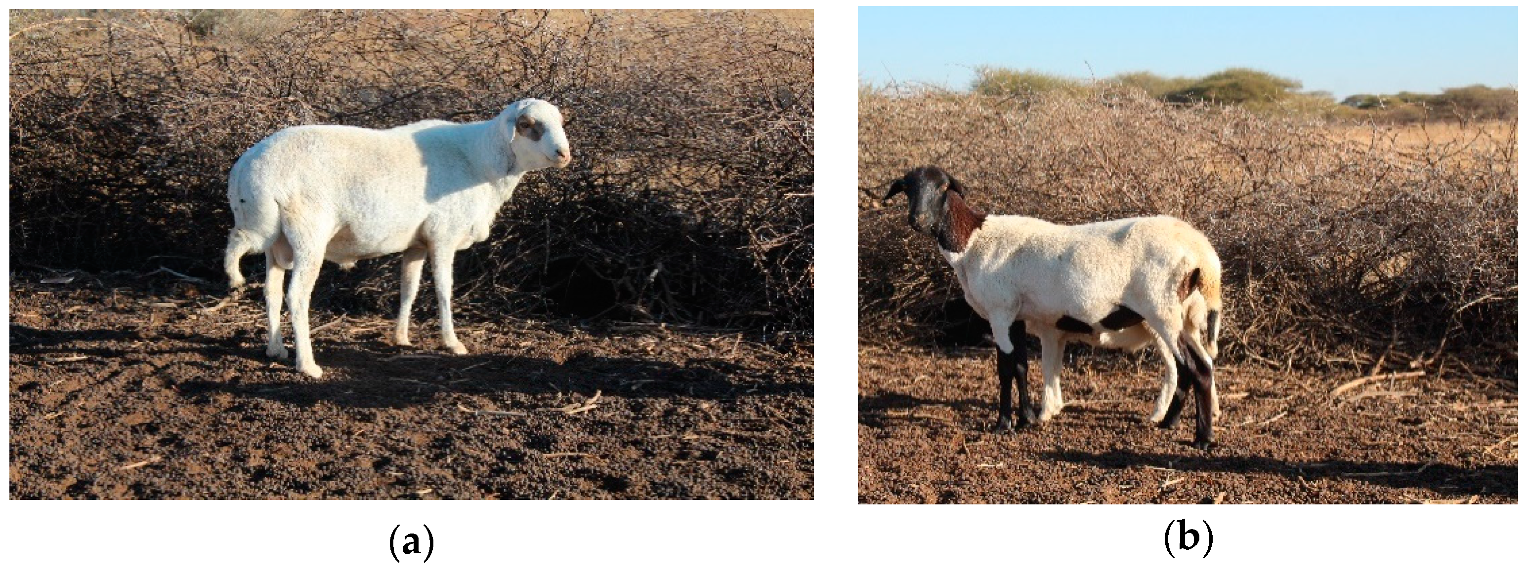 Animals | Free Full-Text | Production Characteristics and Management  Practices of Indigenous Tswana Sheep in Southern Districts of Botswana