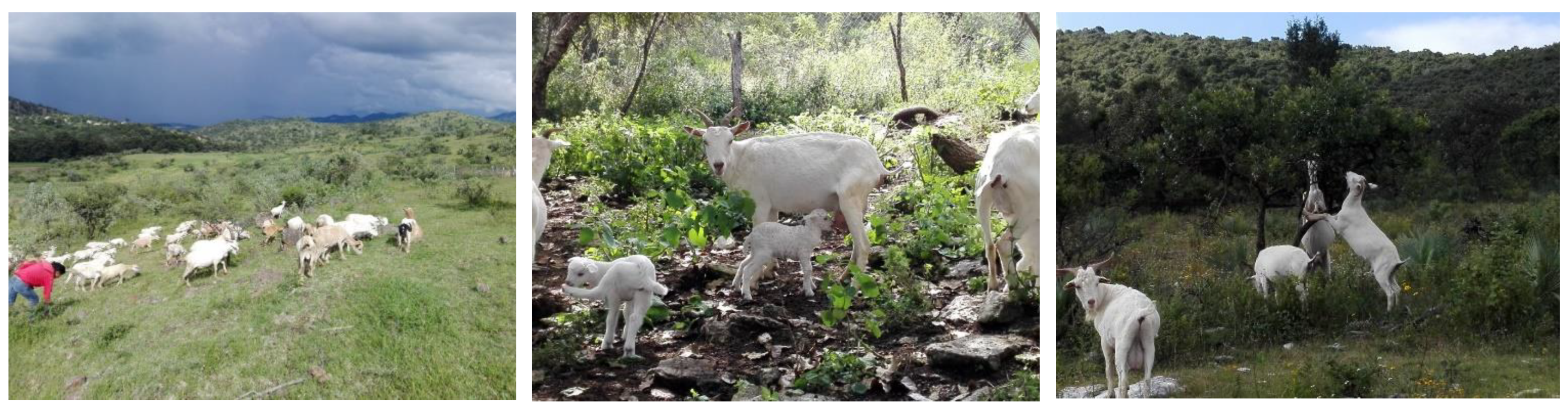 Animals 12 00837 g002