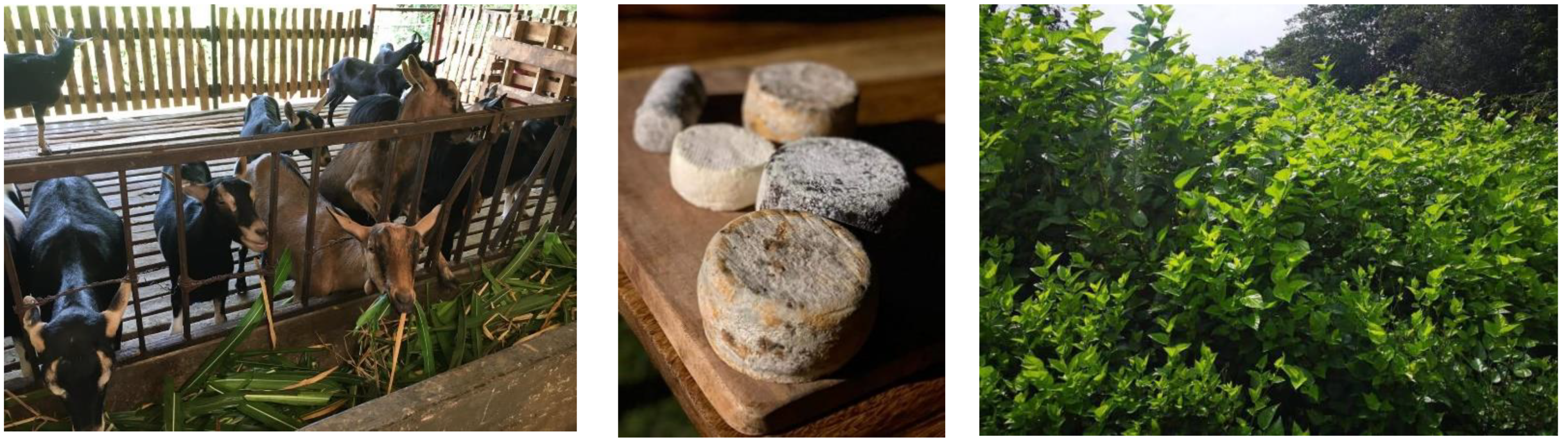 Animals 12 00837 g005