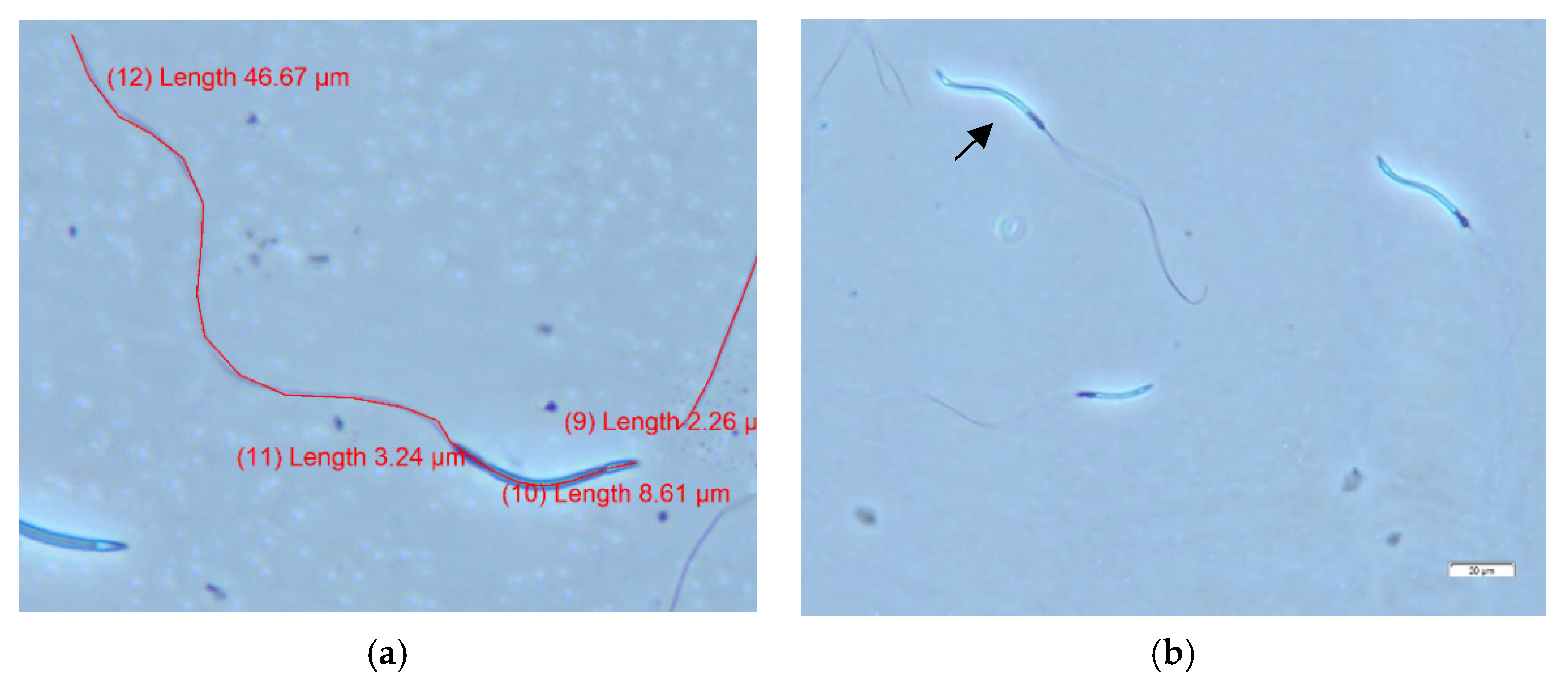 Animals 12 00851 g002 550