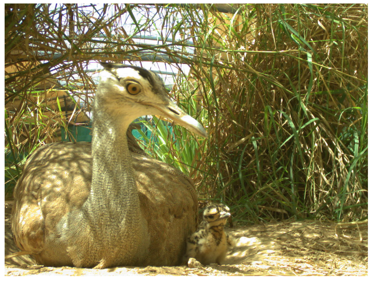 Animals 12 00851 g0a2 550