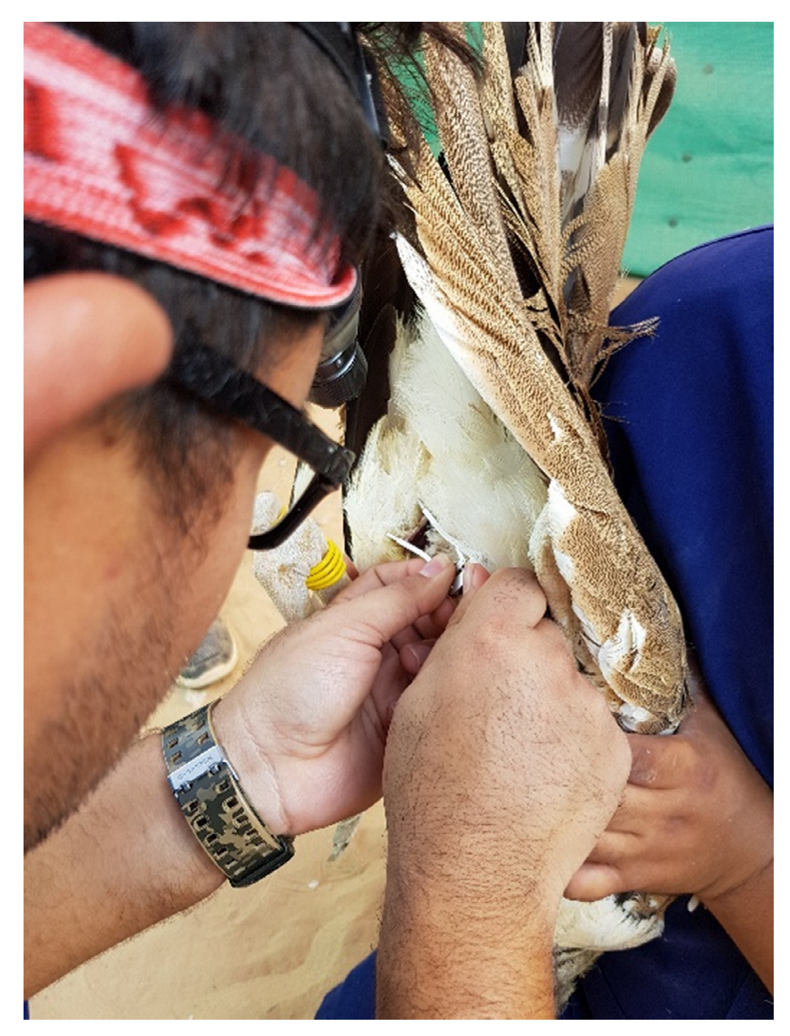 Animals 12 00851 g0a6 550