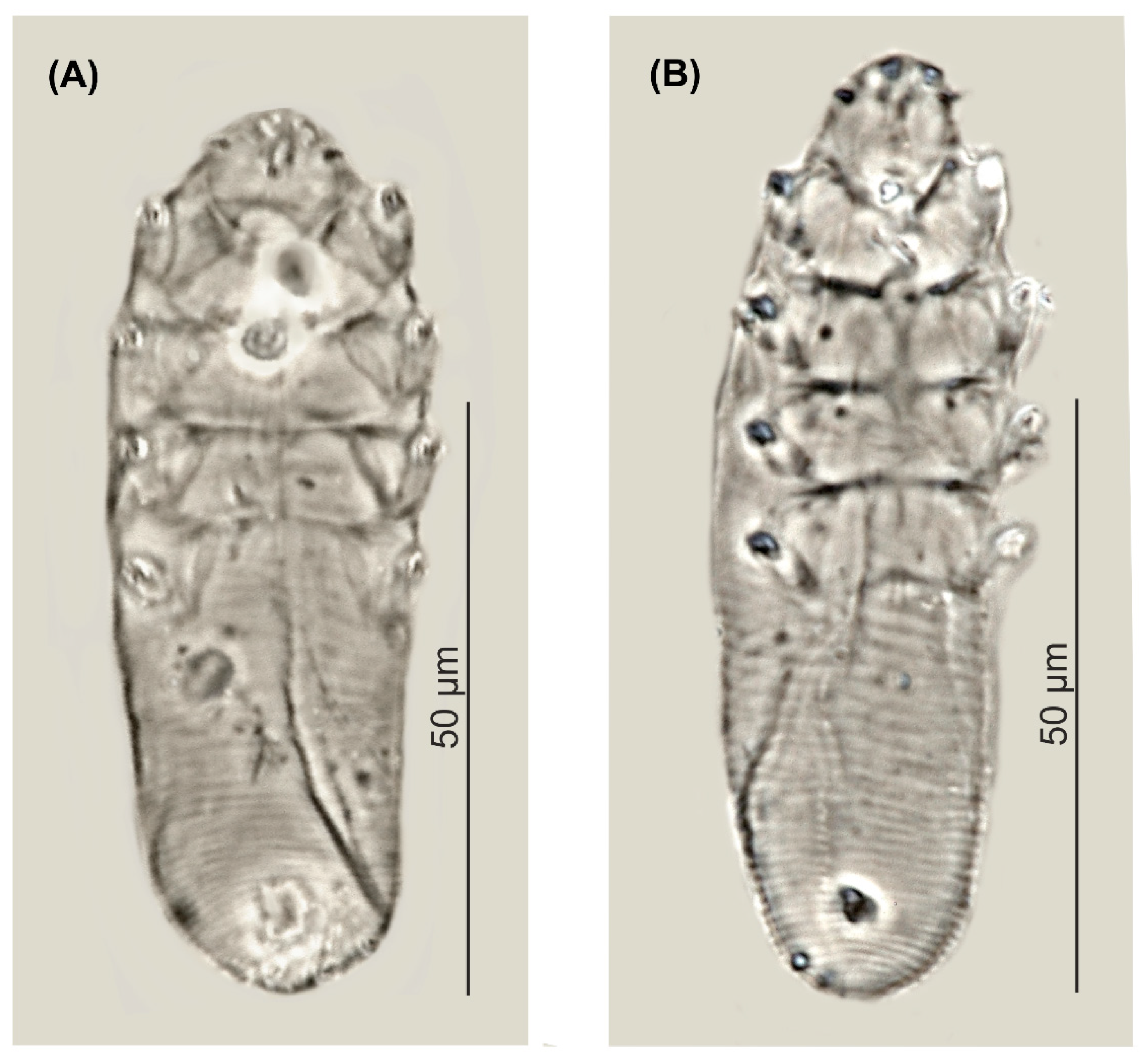 Animals 12 00875 g002