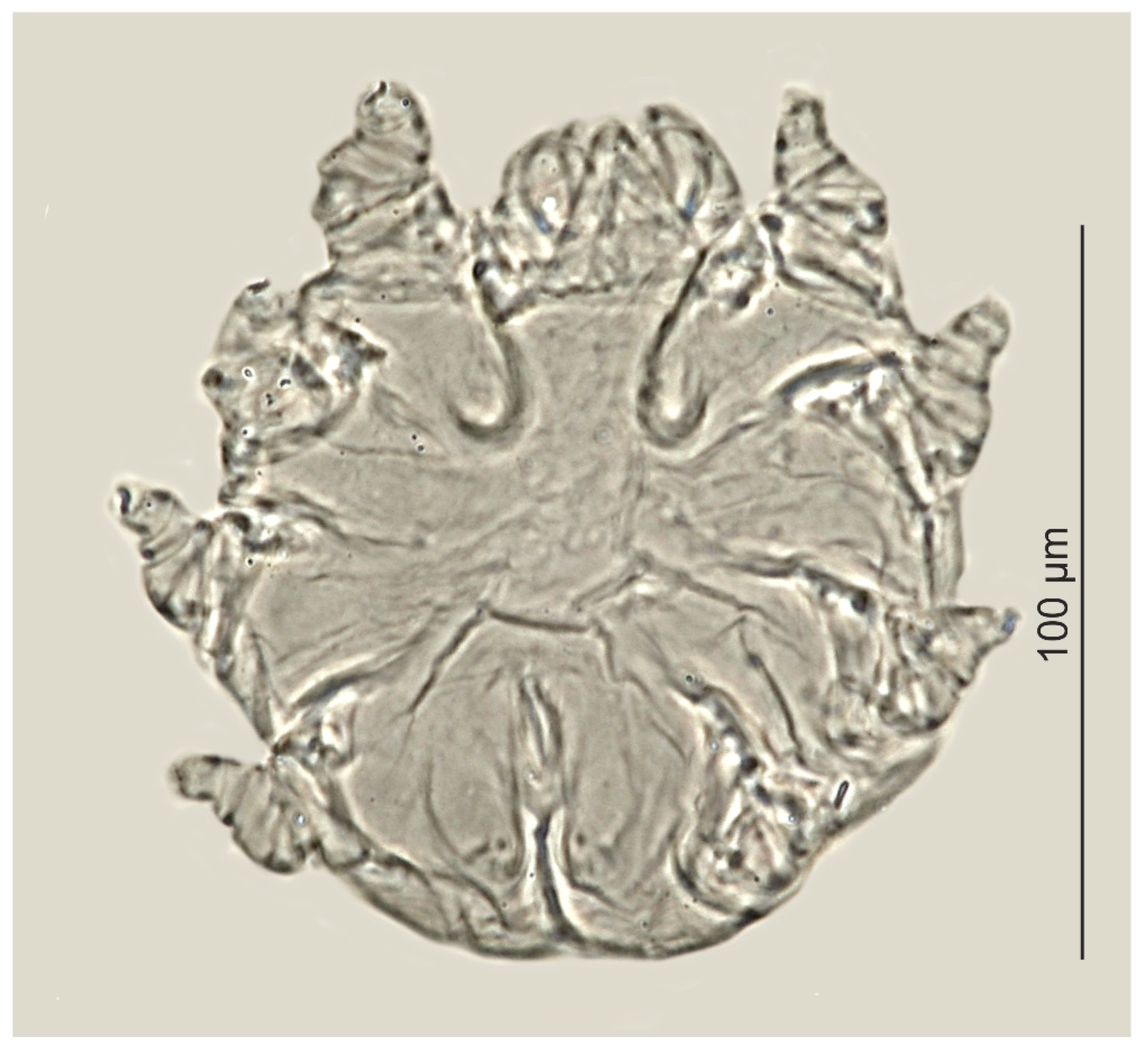 Animals 12 00875 g003