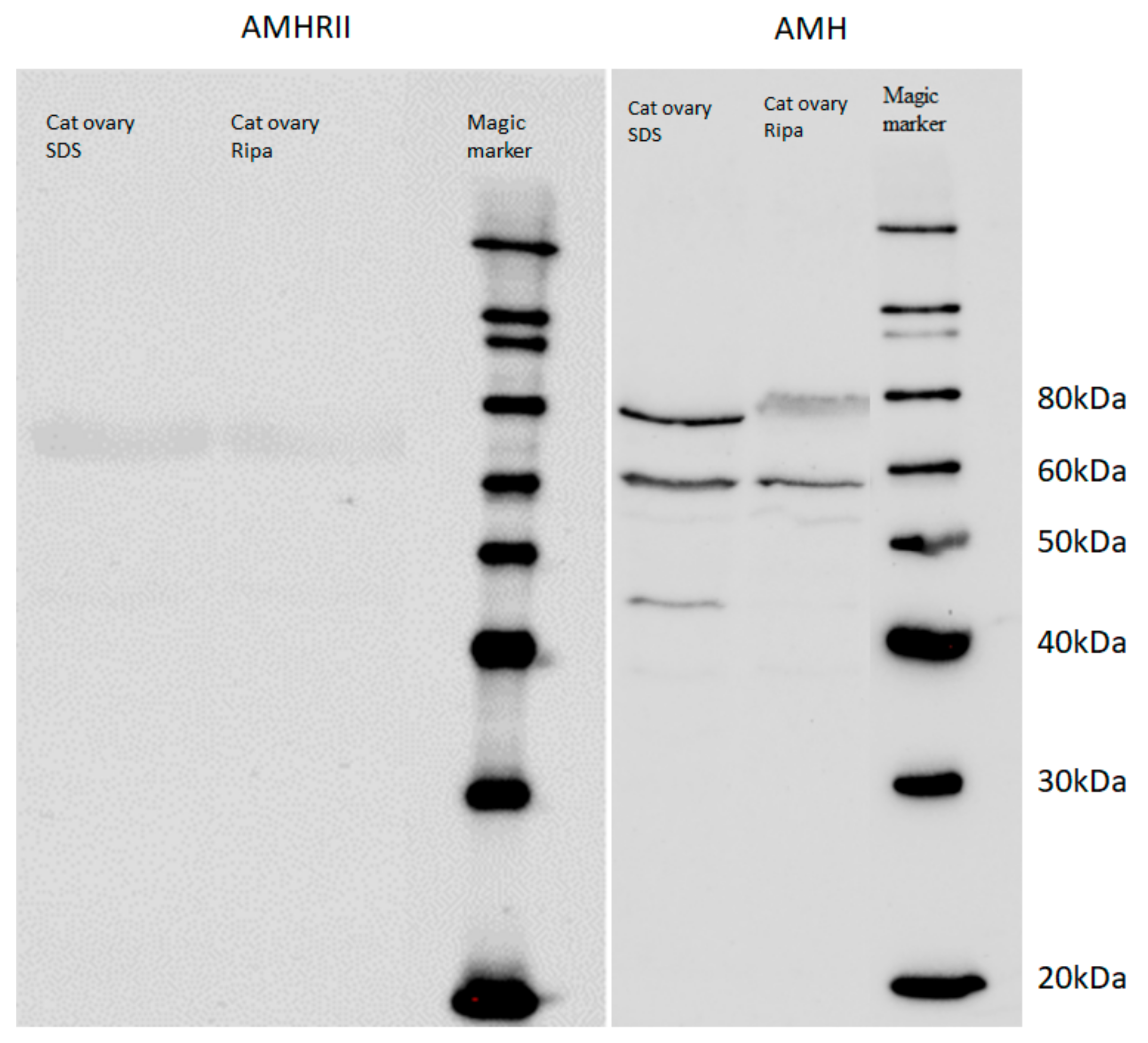 Animals 12 00877 g001