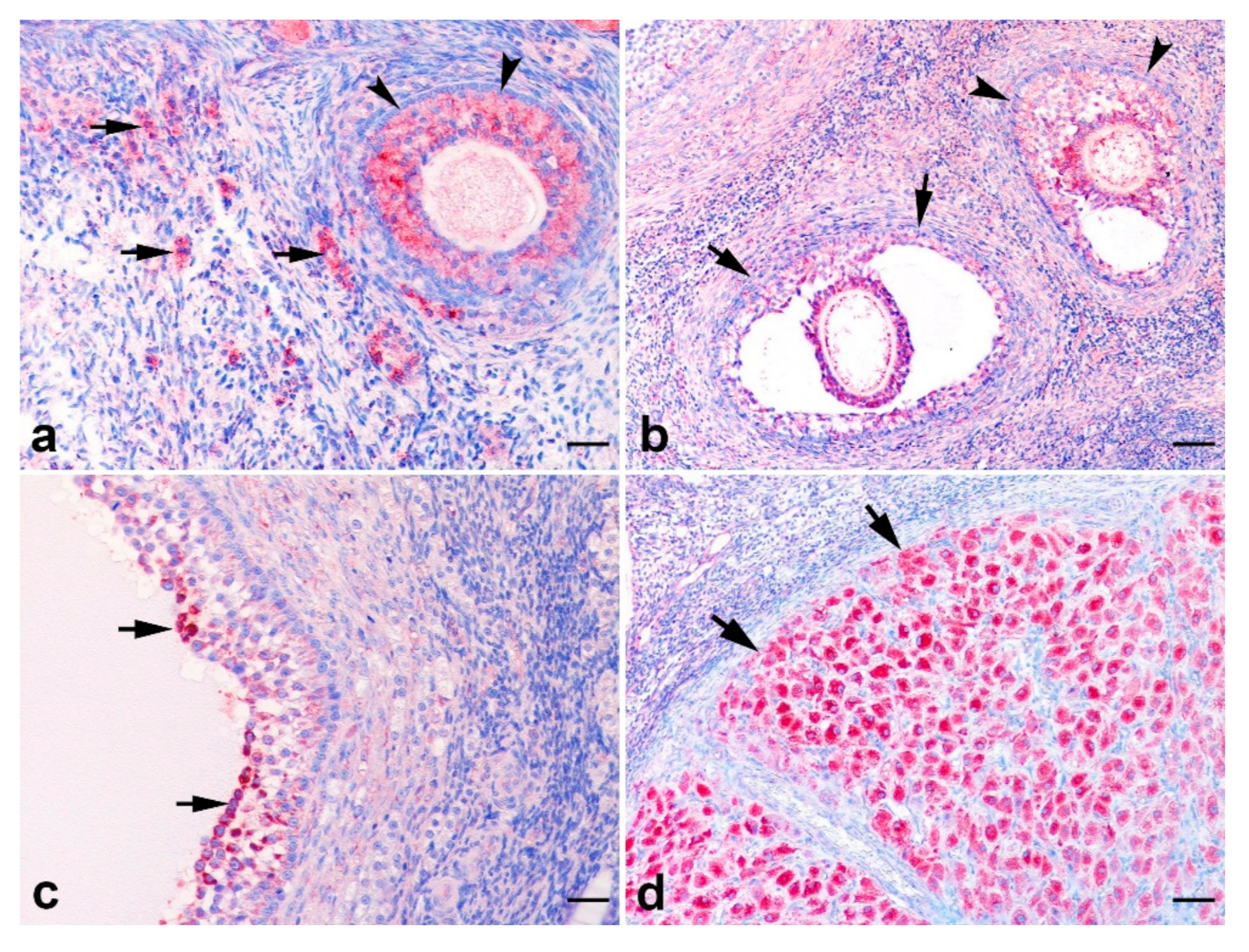 Animals 12 00877 g005