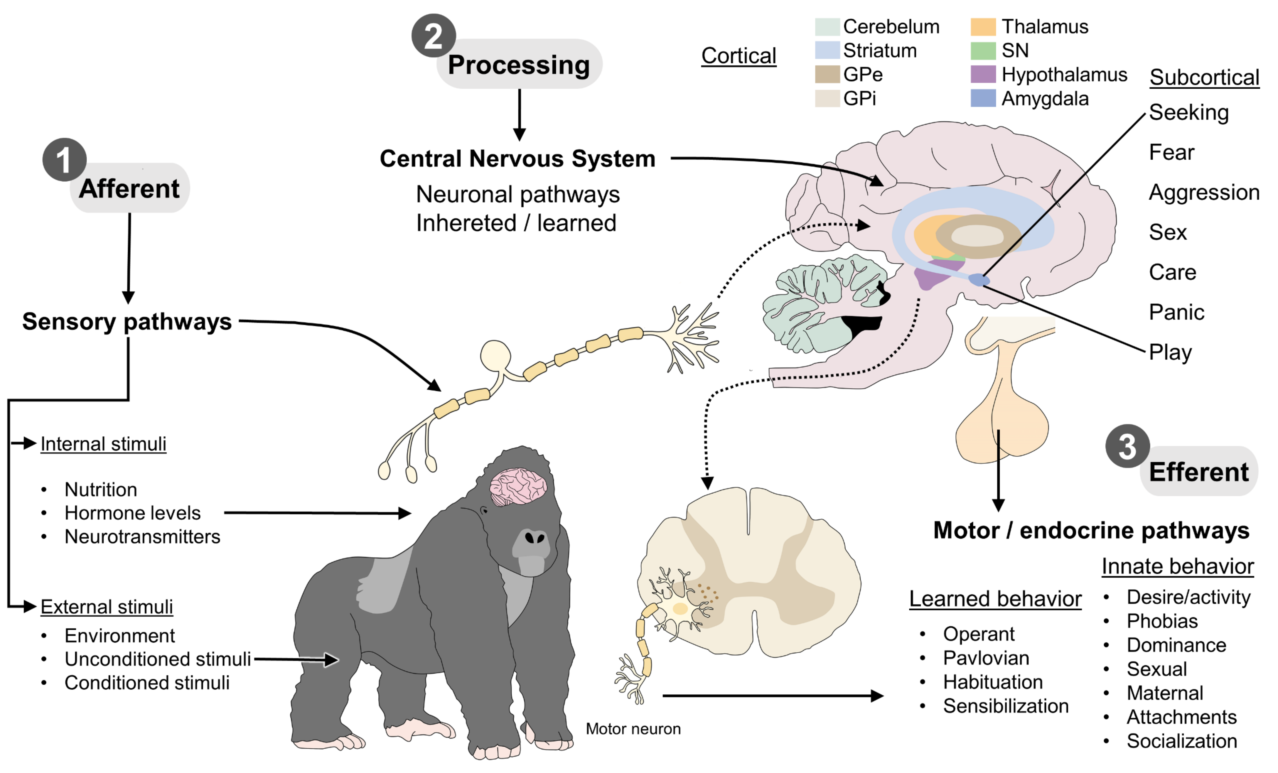 Animals Free Full-Text The Neurobiology of Behavior and Its Applicability for Animal Welfare A Review