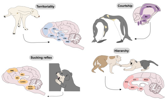 The Neurobiology of Behavior and Its Applicability for Animal Welfare: A Review The Neurobiology of Behavior and Its Applicability for Animal Welfare: A Review