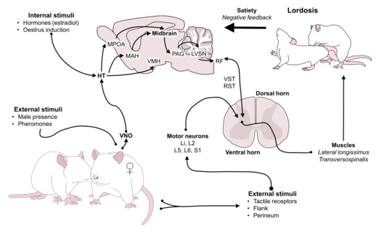 Amazon.com: Animal Behavior: Mechanism, Development