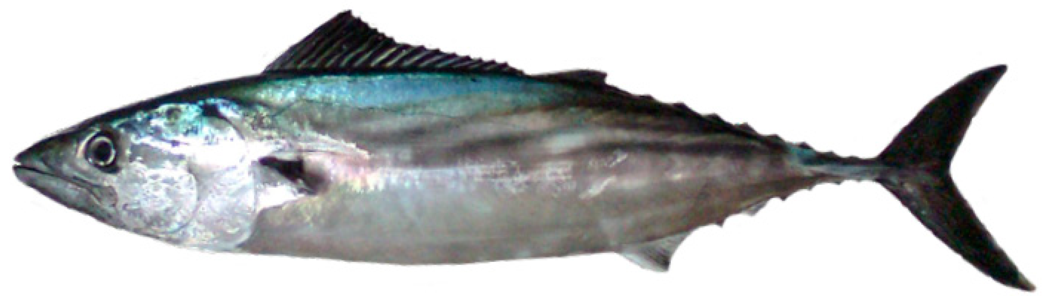 Animals 12 00930 g001