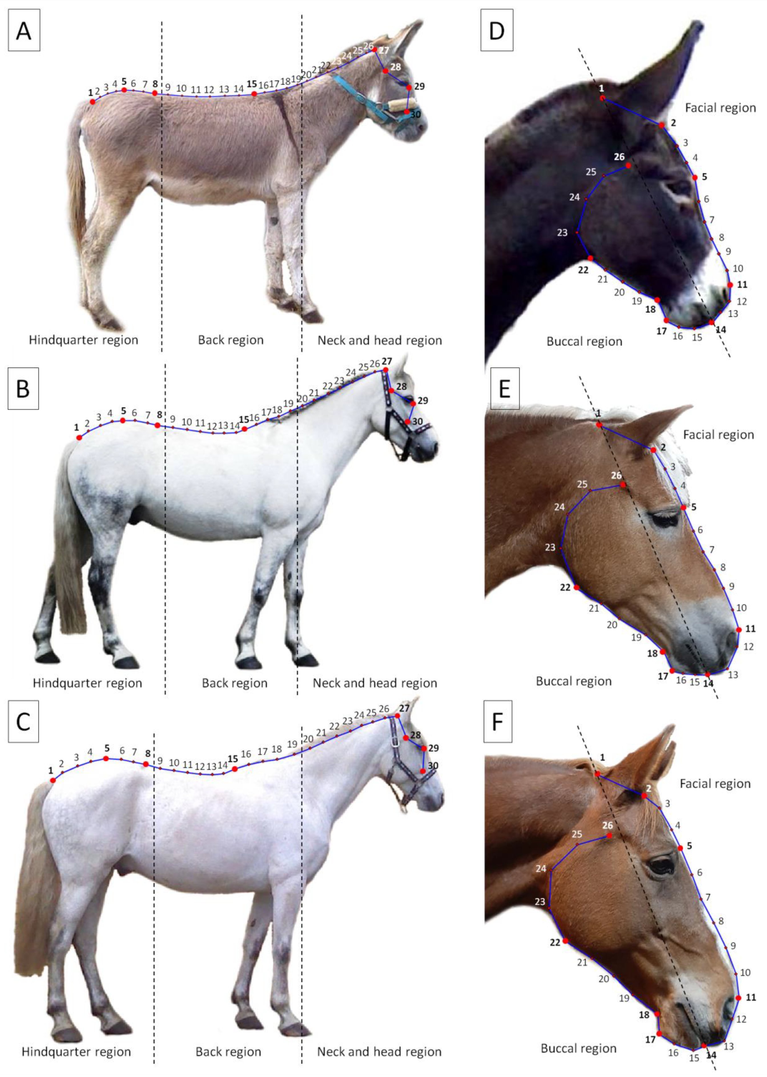 Animals | Free Full-Text | Comparison of Donkey, Pony, and Horse Dorsal Profiles and Head Shapes Using Geometric Morphometrics Animals | Free Full-Text | Comparison of Donkey, Pony, and Horse Dorsal Profiles and Head Shapes Using Geometric Morphometrics