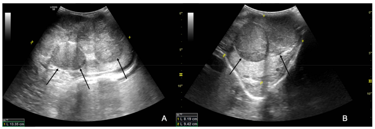 Animals 12 00936 g003 550