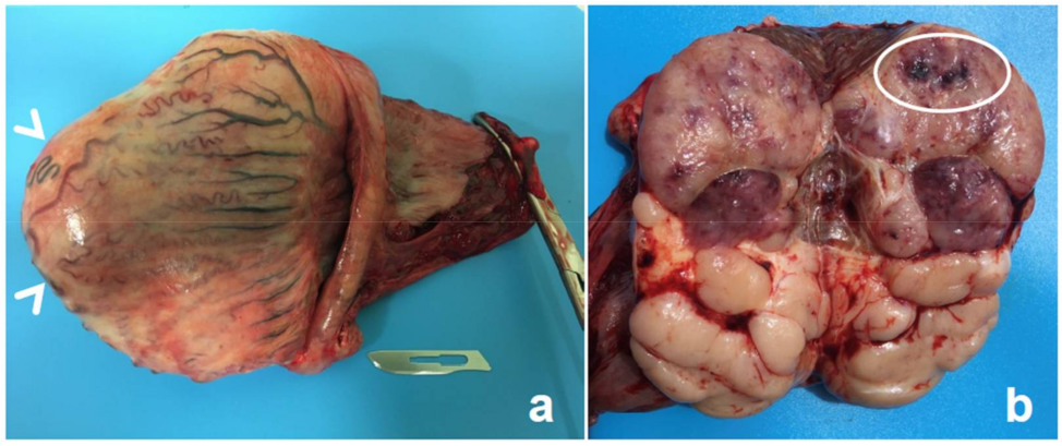 Animals 12 00936 g007 550