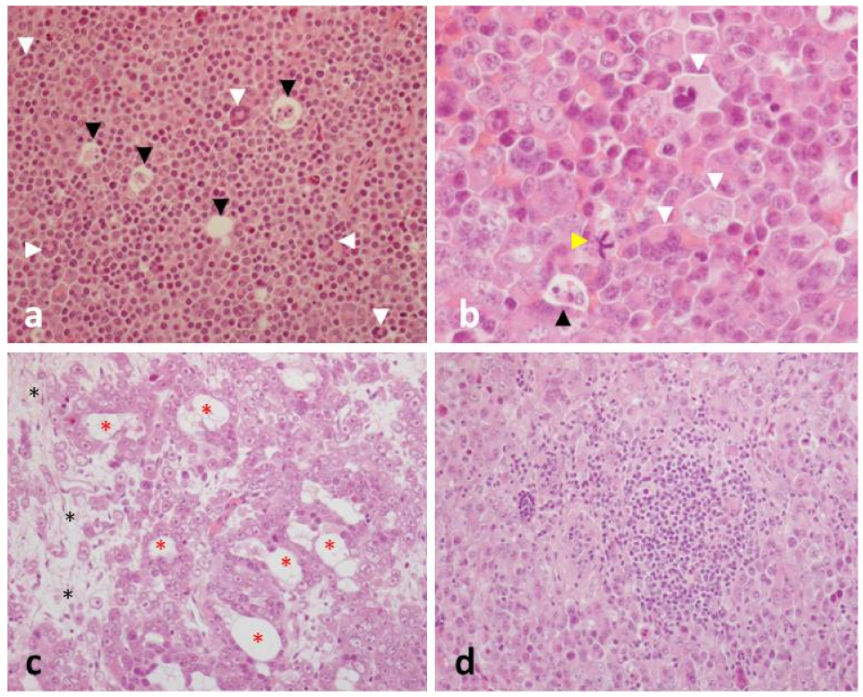 Animals 12 00936 g008 550