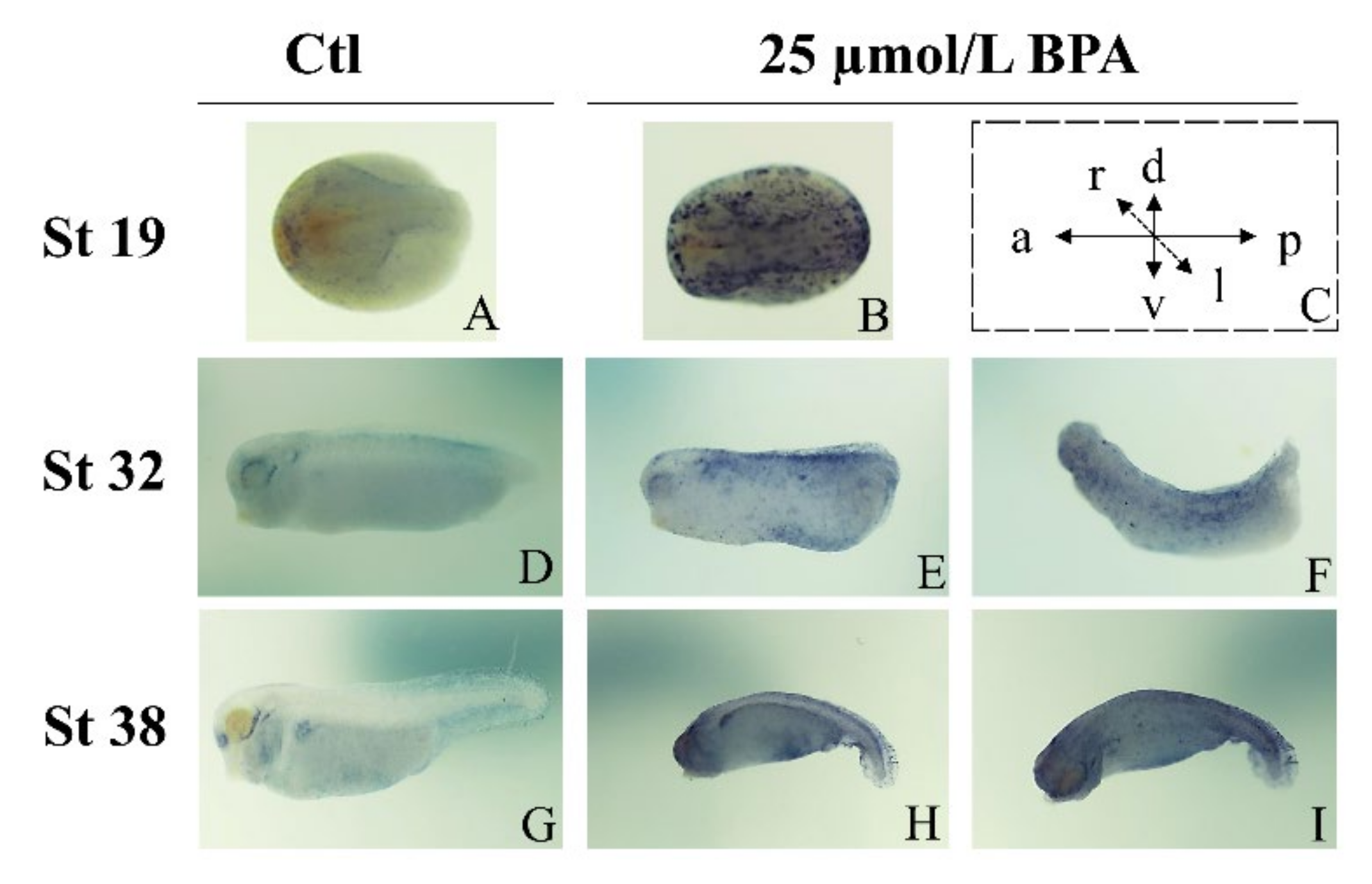 Animals 12 00937 g004 550