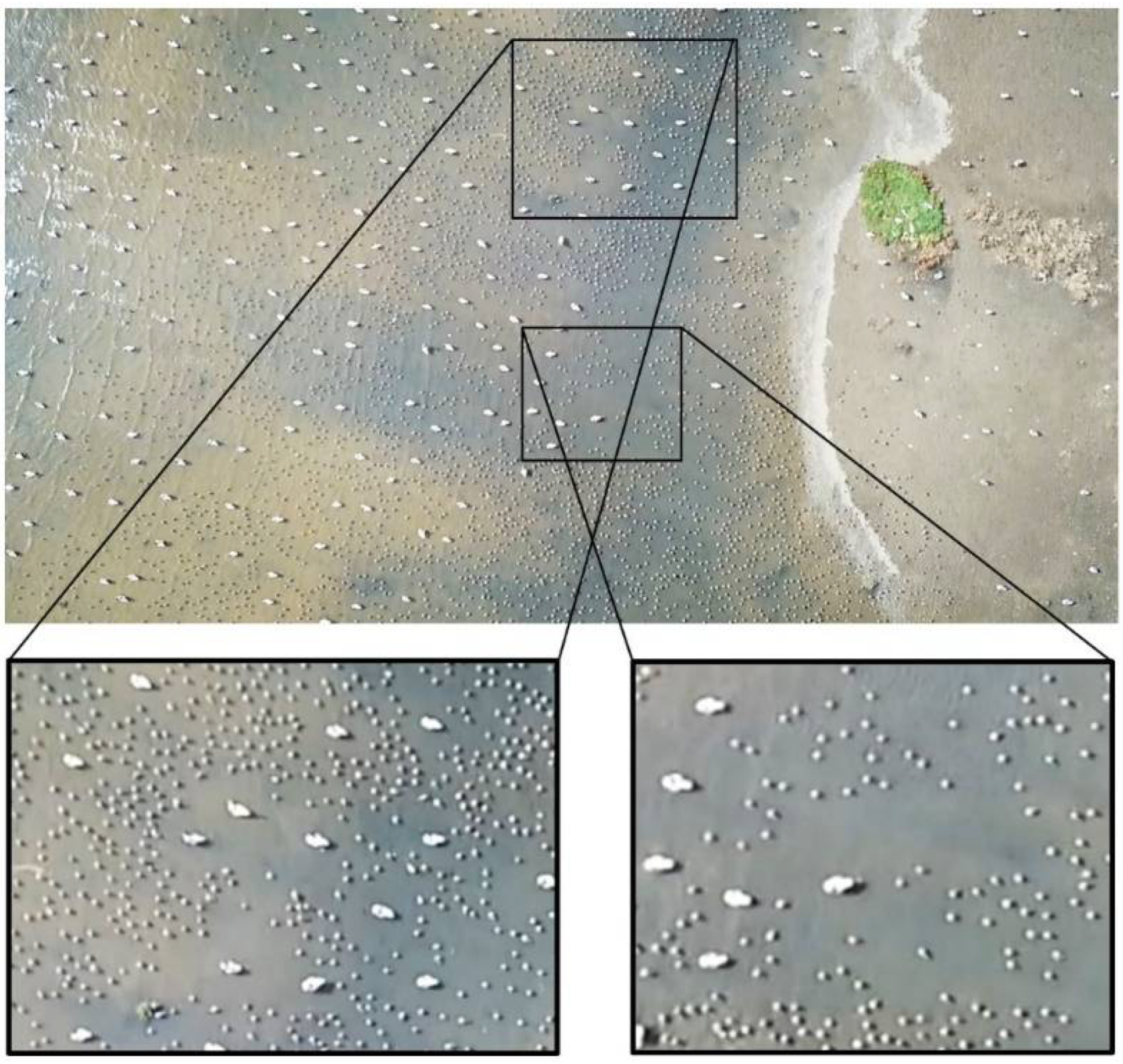 Animals 12 00947 g002 Animals 12 00947 g002