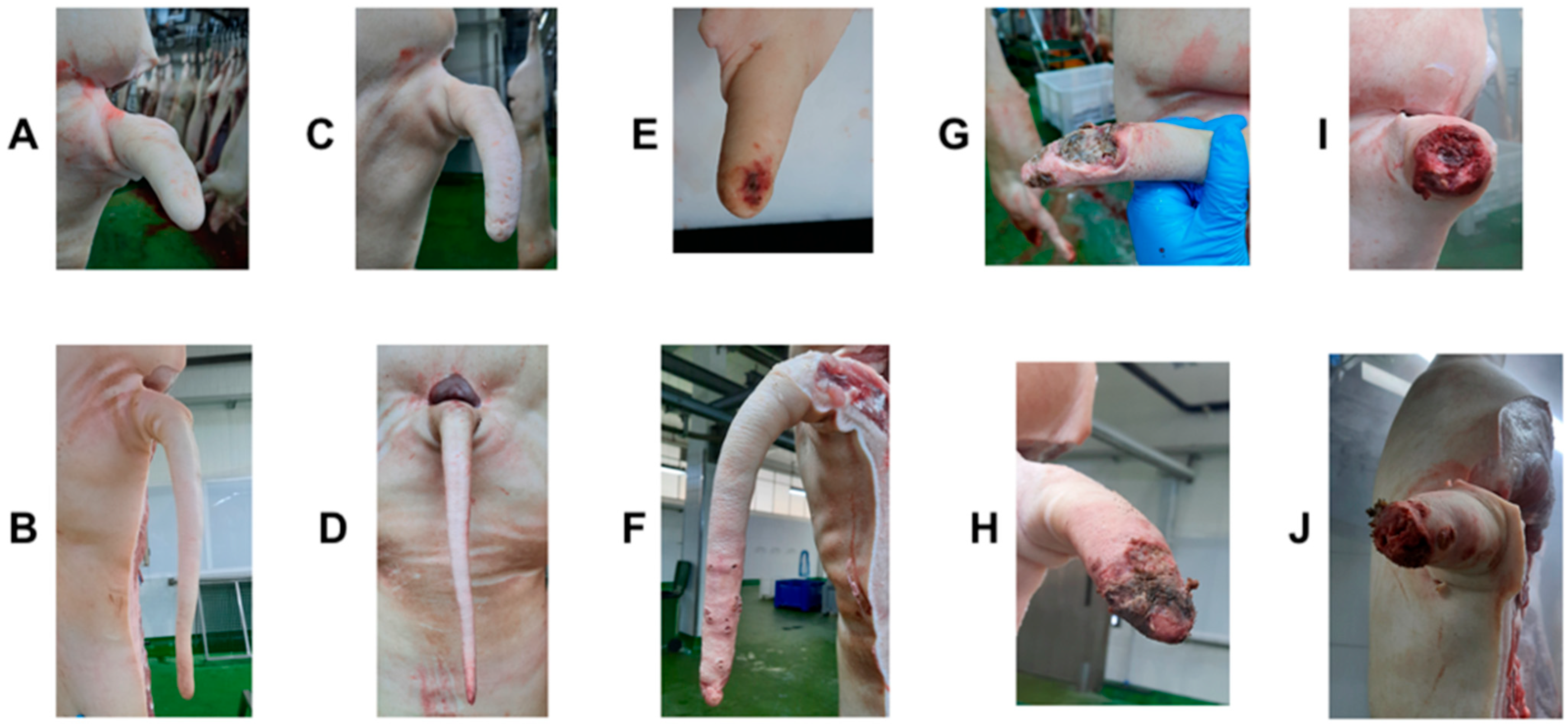 Animals 12 00949 g001