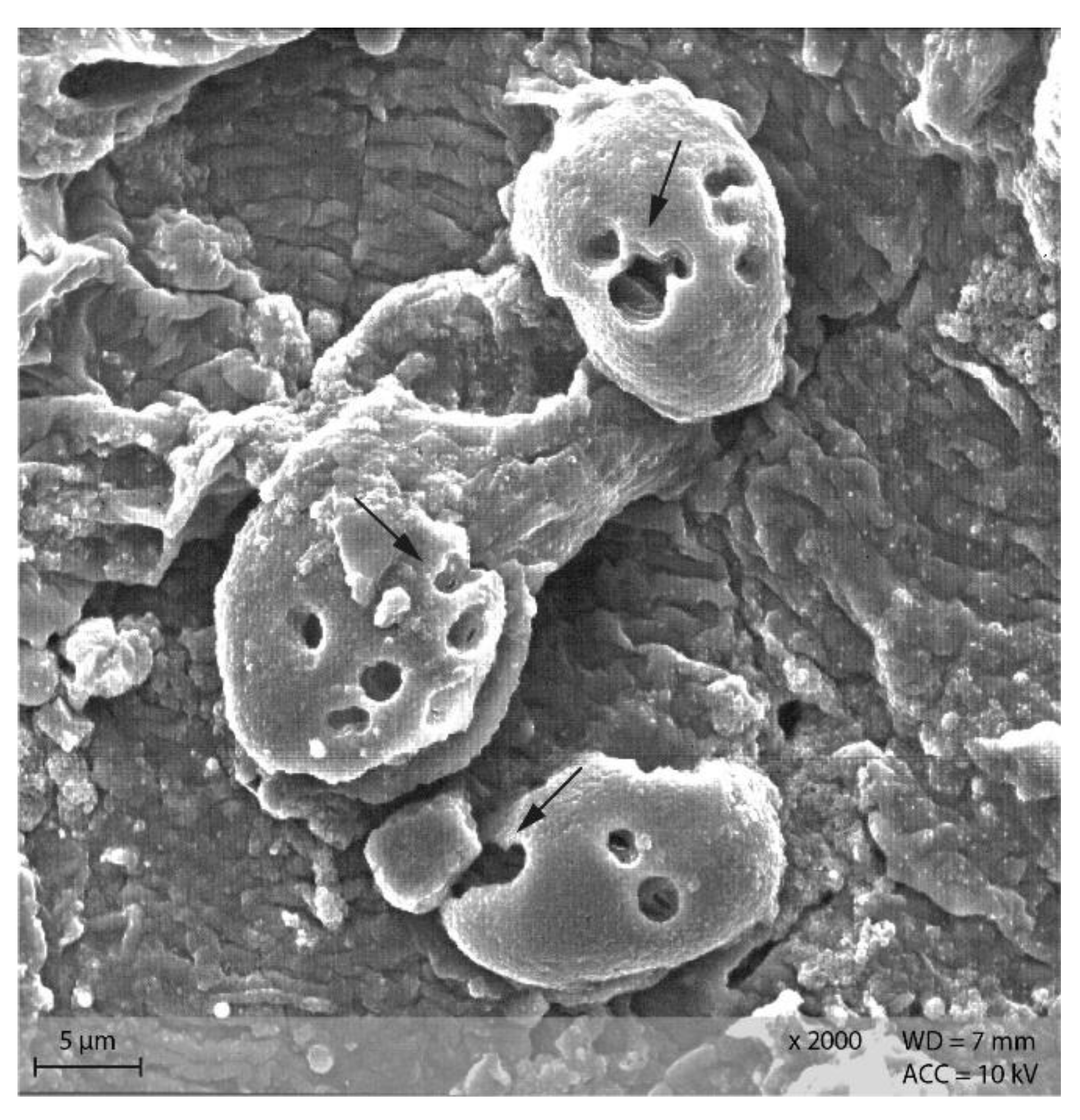 Animals 12 00952 g012 550