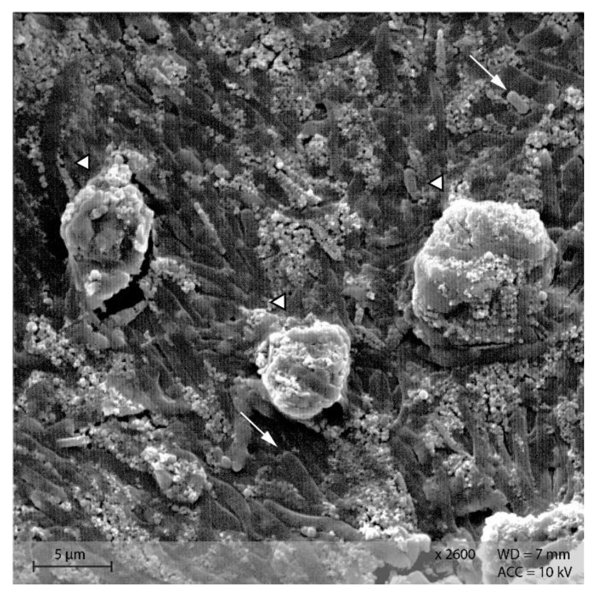 Animals 12 00952 g014 550