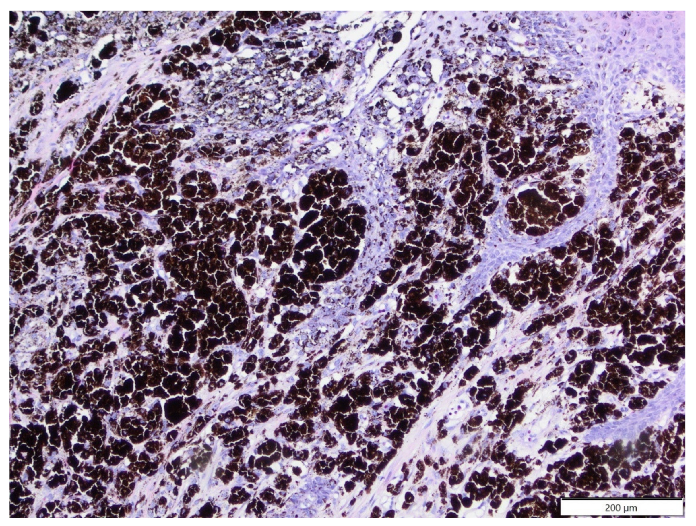 Animals 12 00965 g002