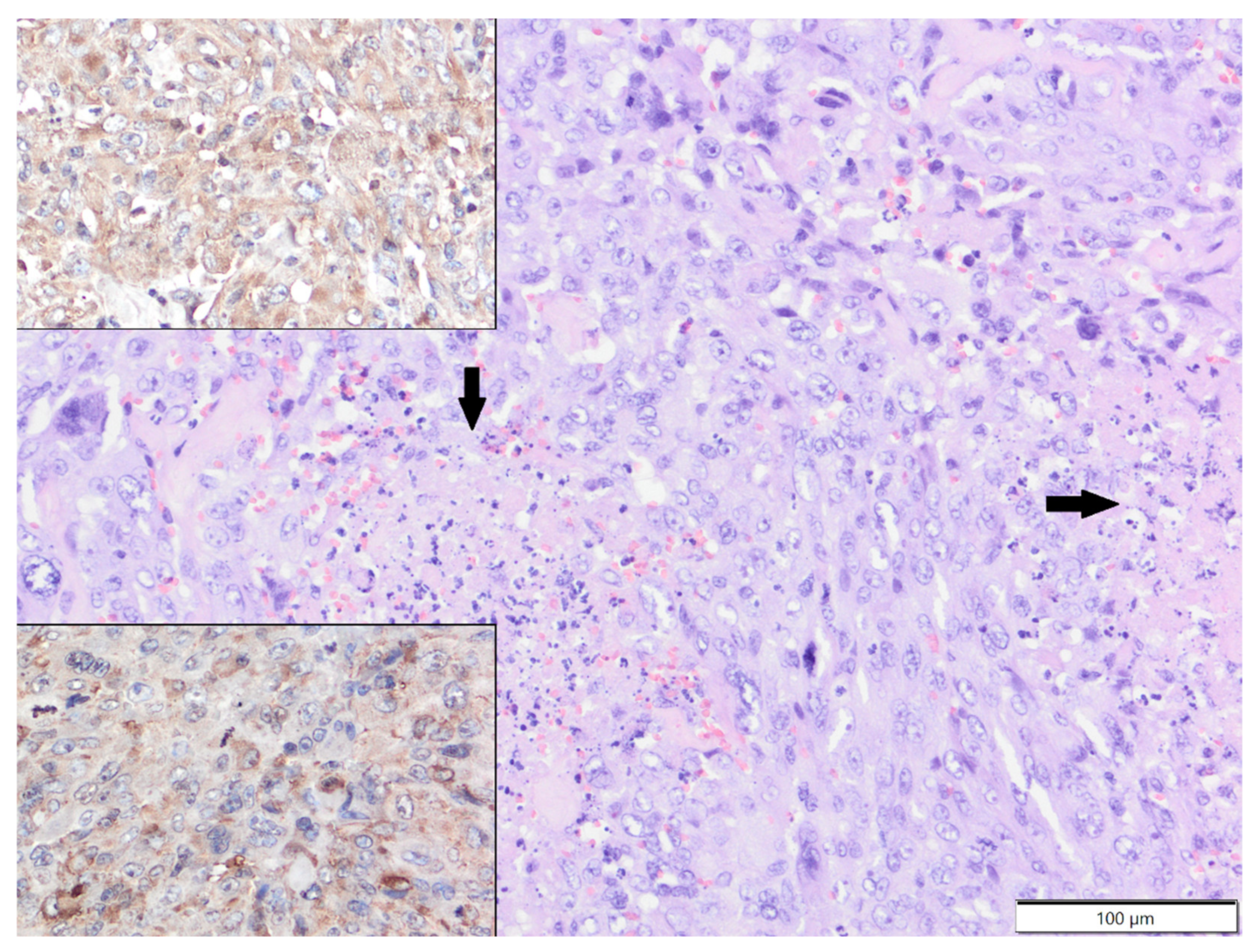 Animals 12 00965 g003