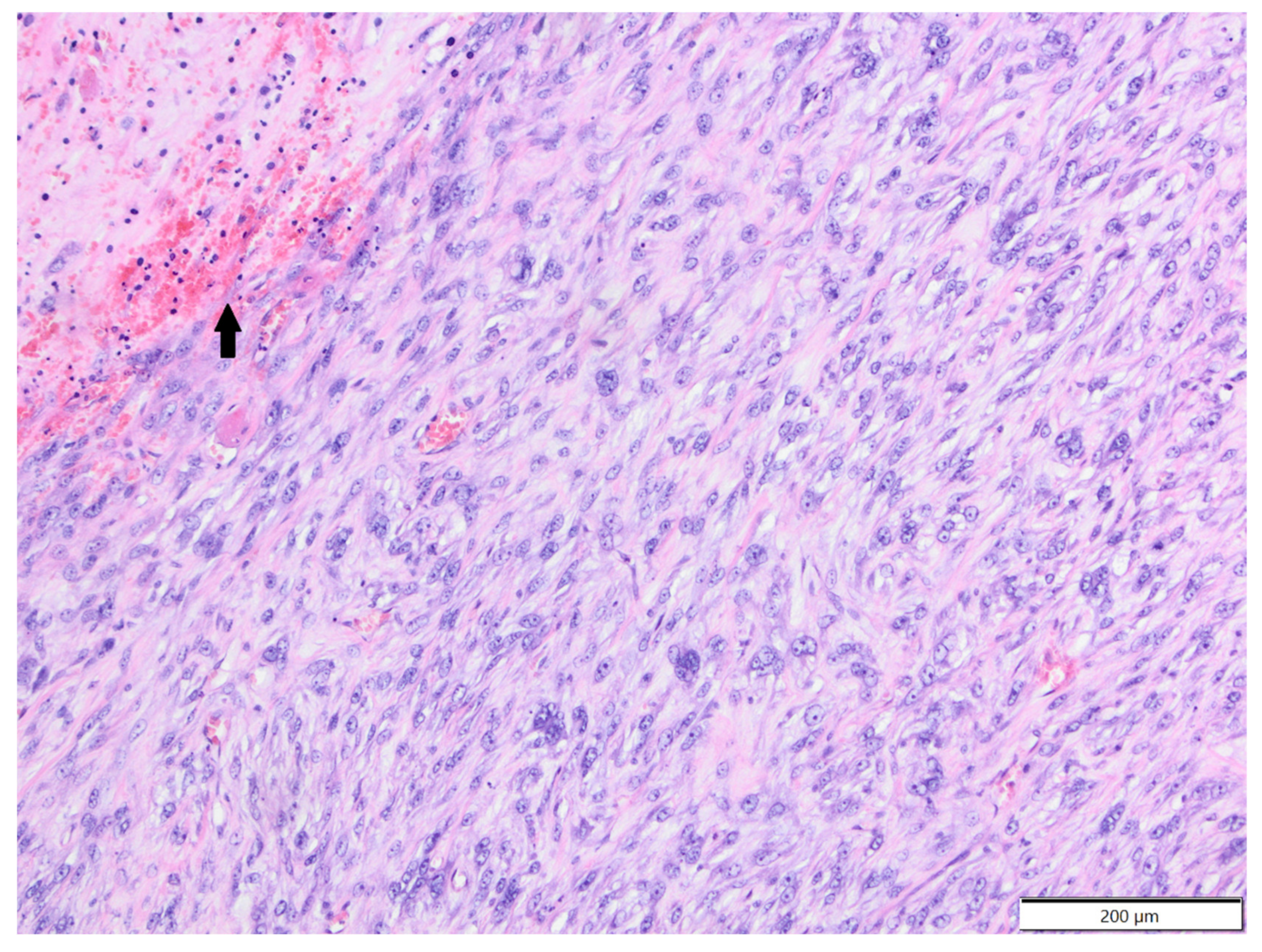 Animals 12 00965 g007